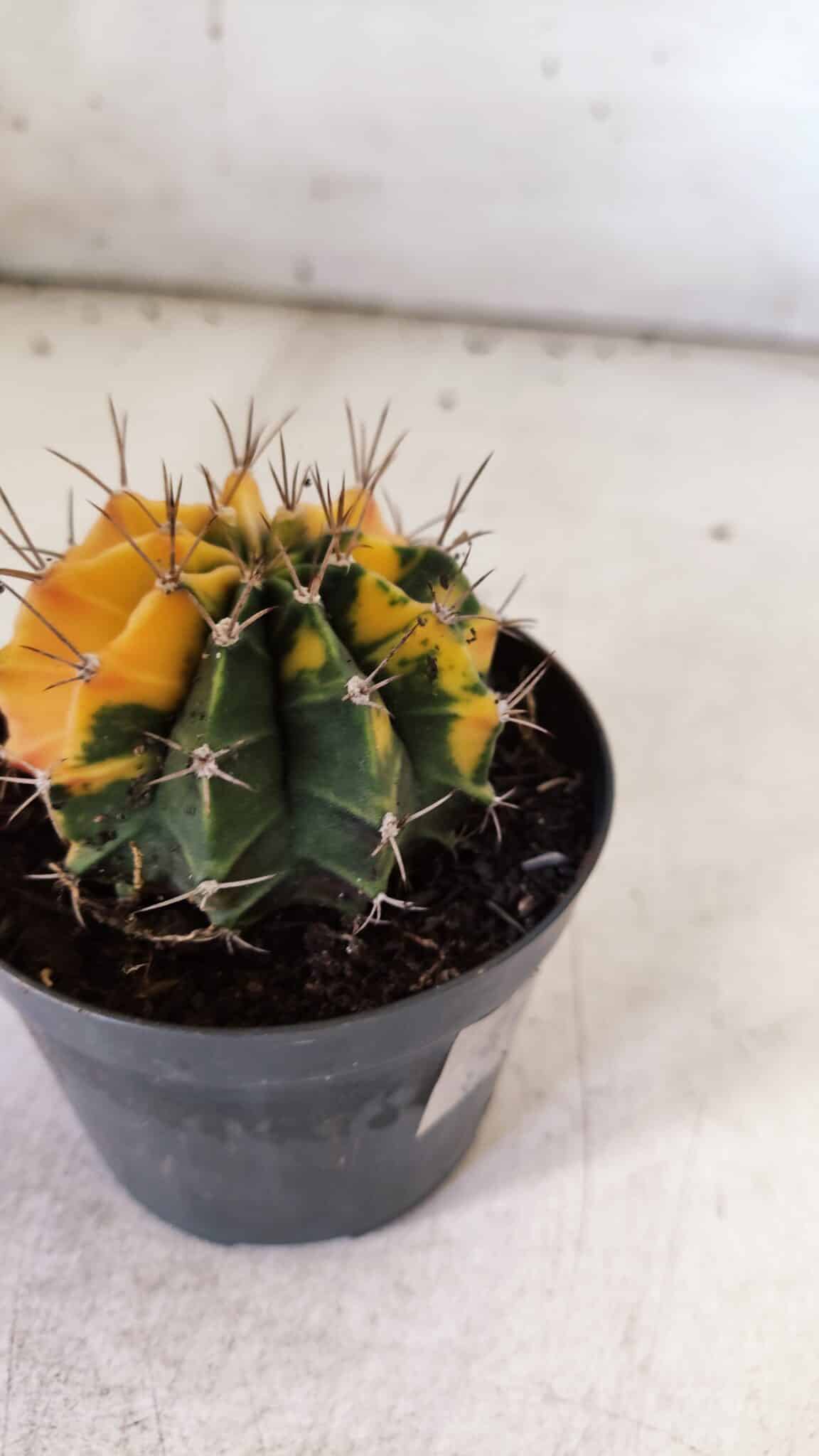 GYMNOCALYCIUM Mihanovichii Variegata Nº 73 – vaso 09