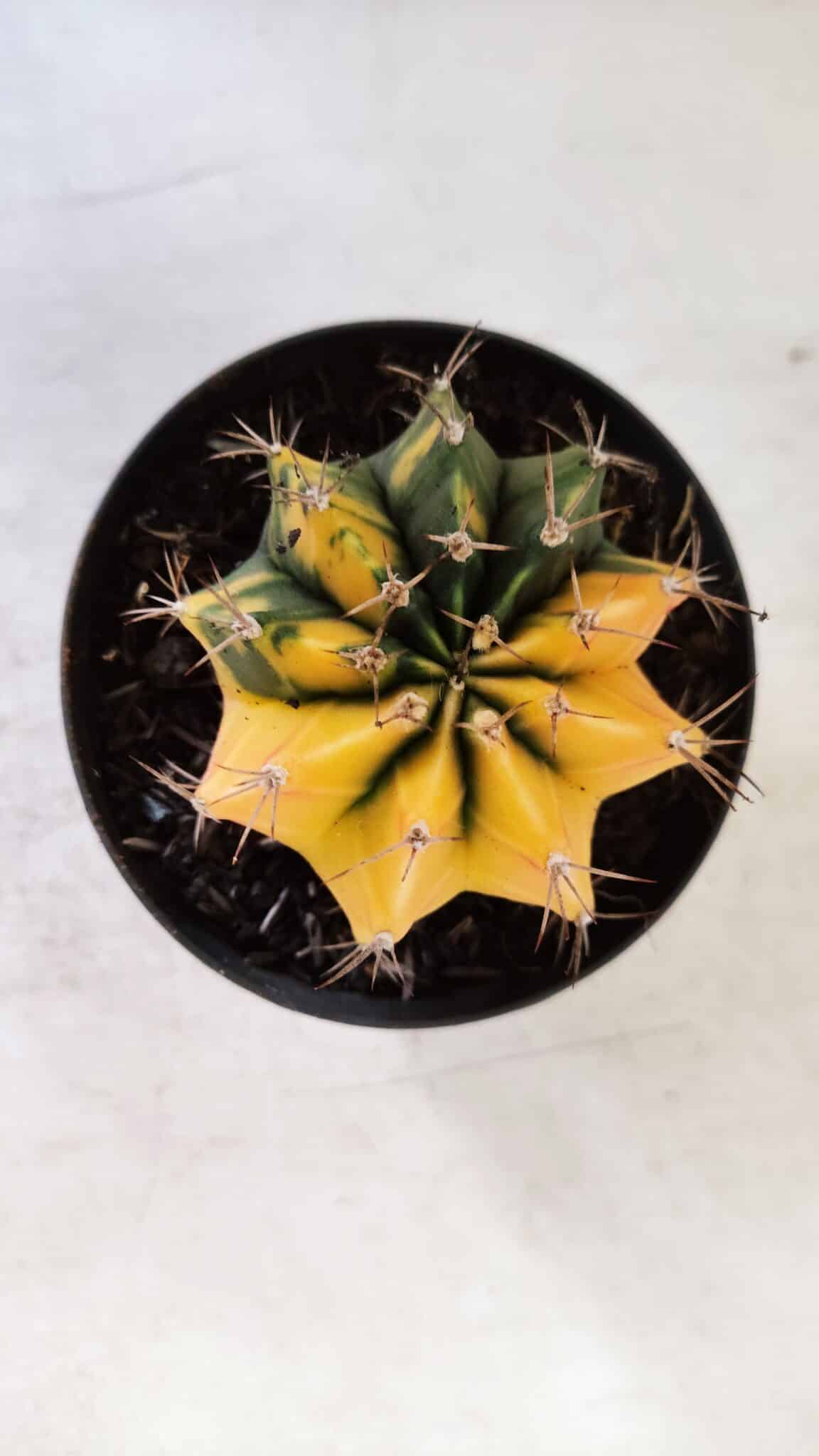 GYMNOCALYCIUM Mihanovichii Variegata Nº 73 – vaso 09