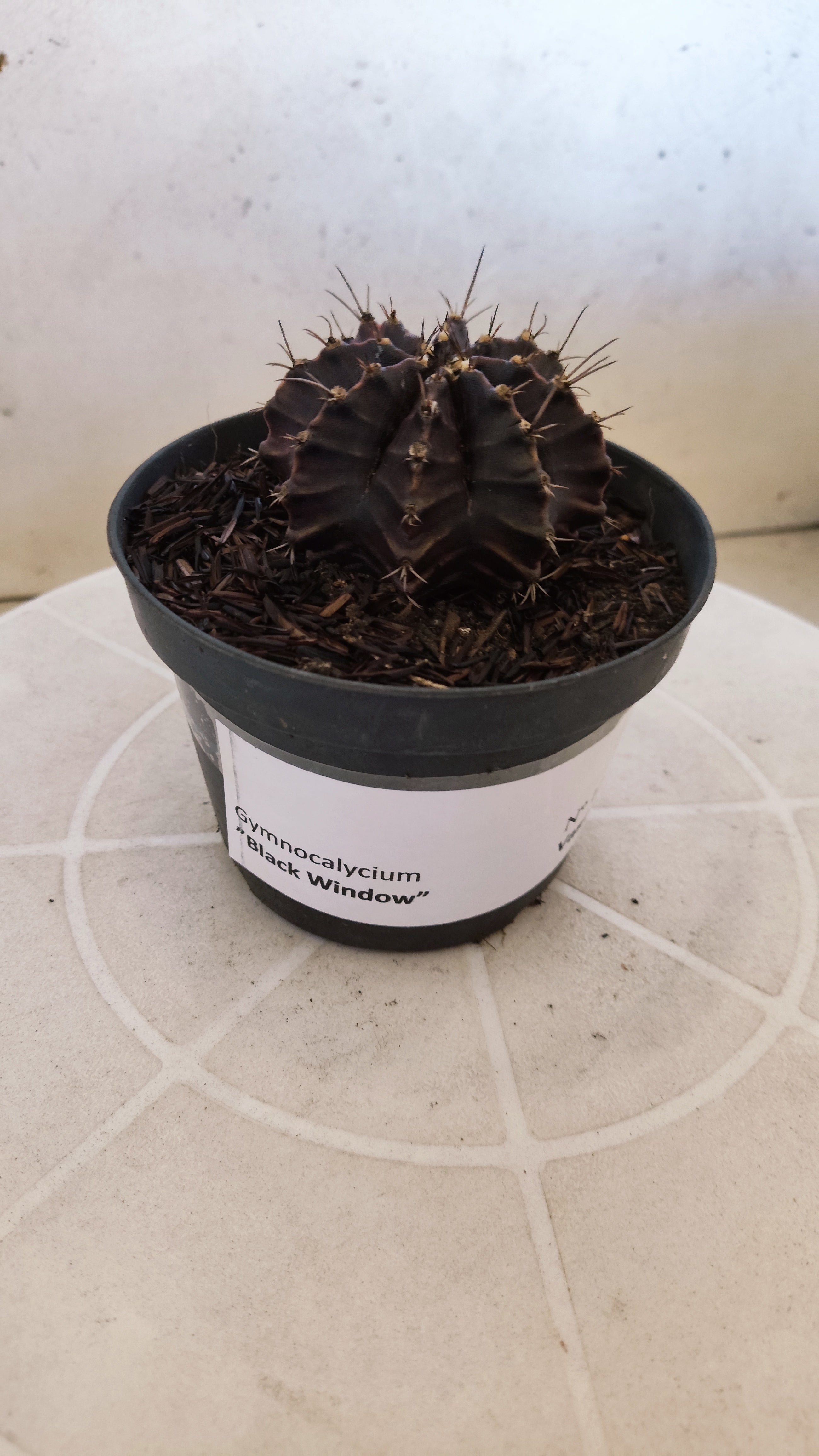 GYMNOCALYCIUM  "Black Window" - Nº 1200 – vaso 11