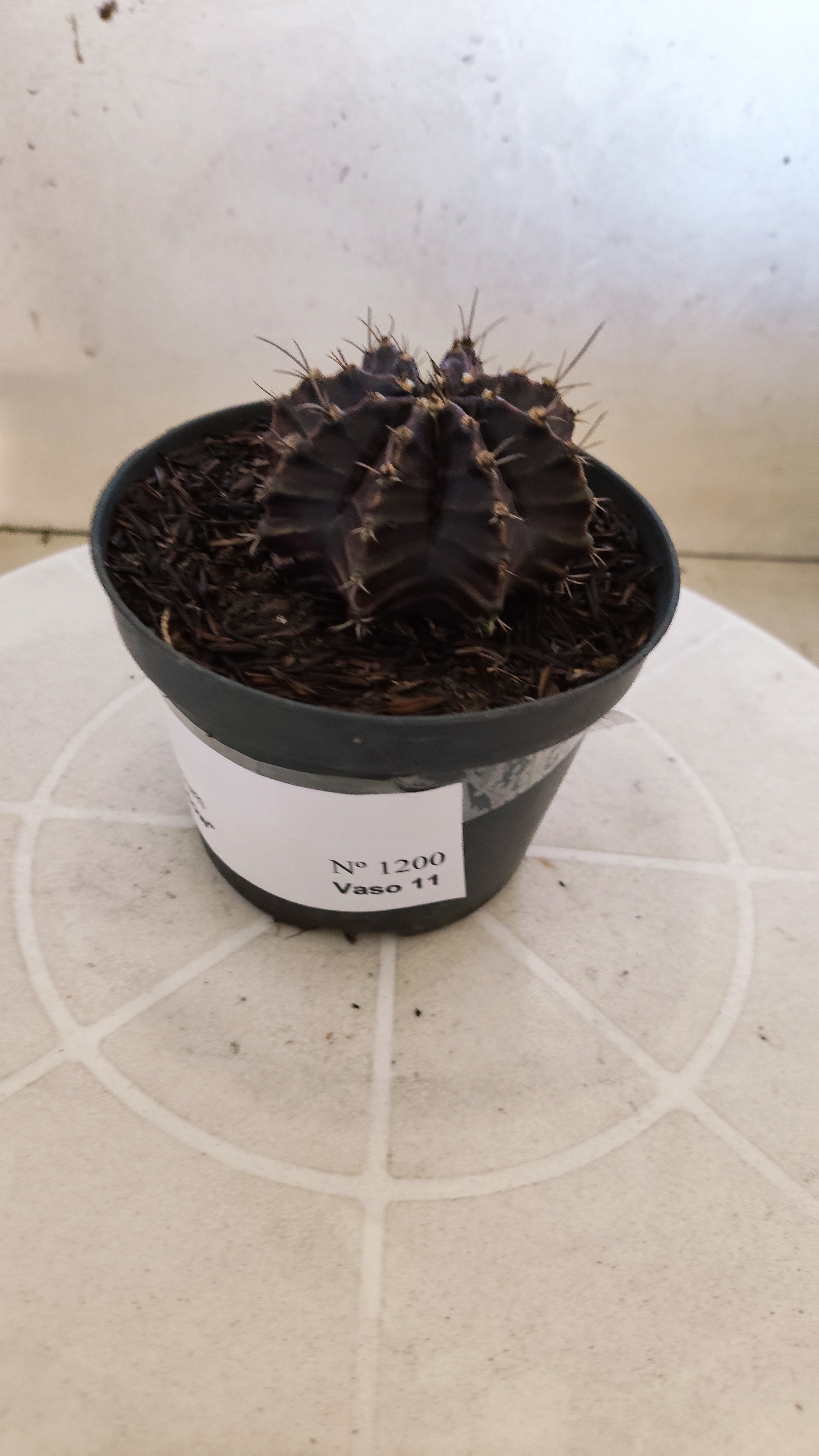 GYMNOCALYCIUM  "Black Window" - Nº 1200 – vaso 11