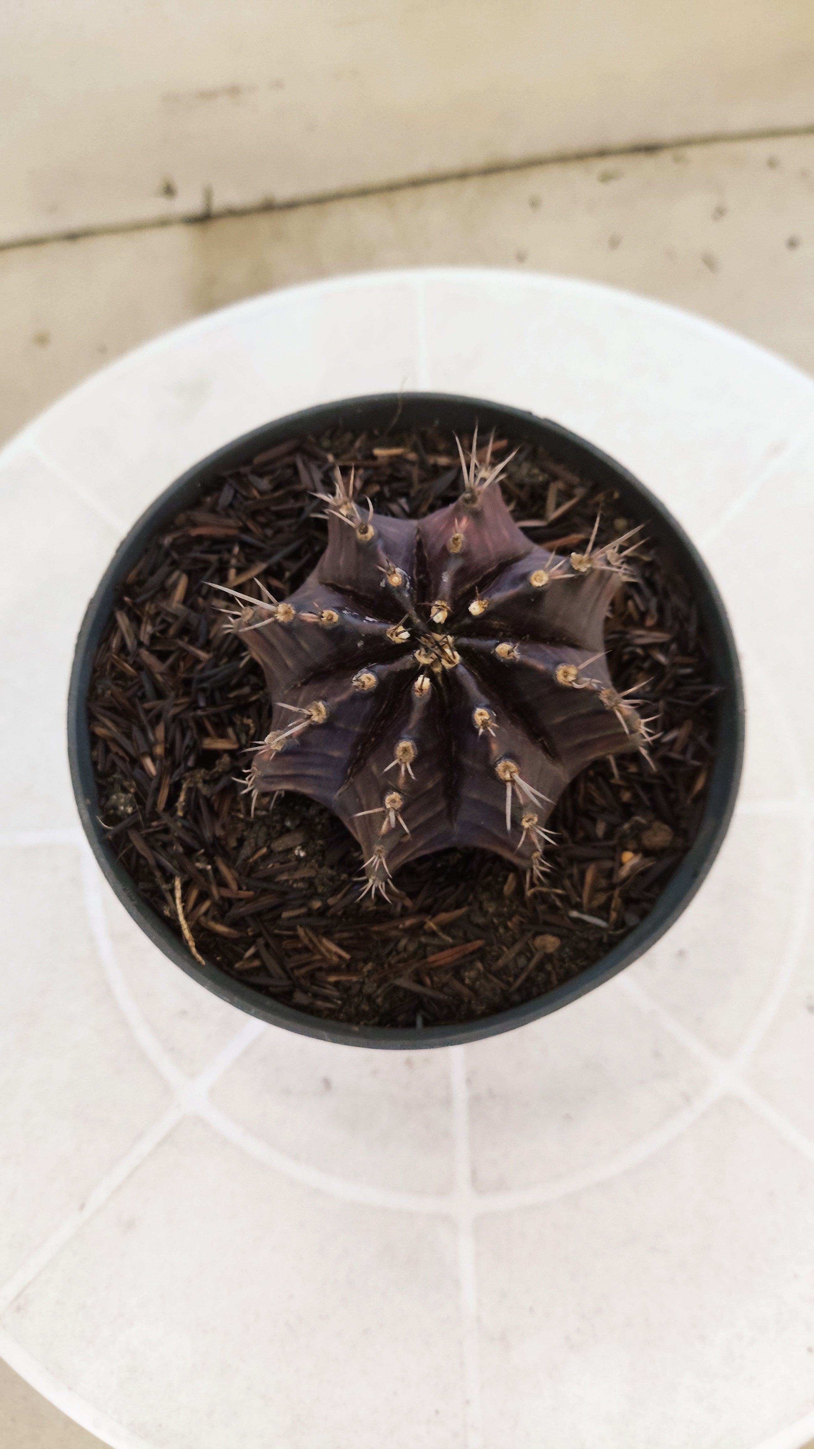GYMNOCALYCIUM  "Black Window" - Nº 1200 – vaso 11