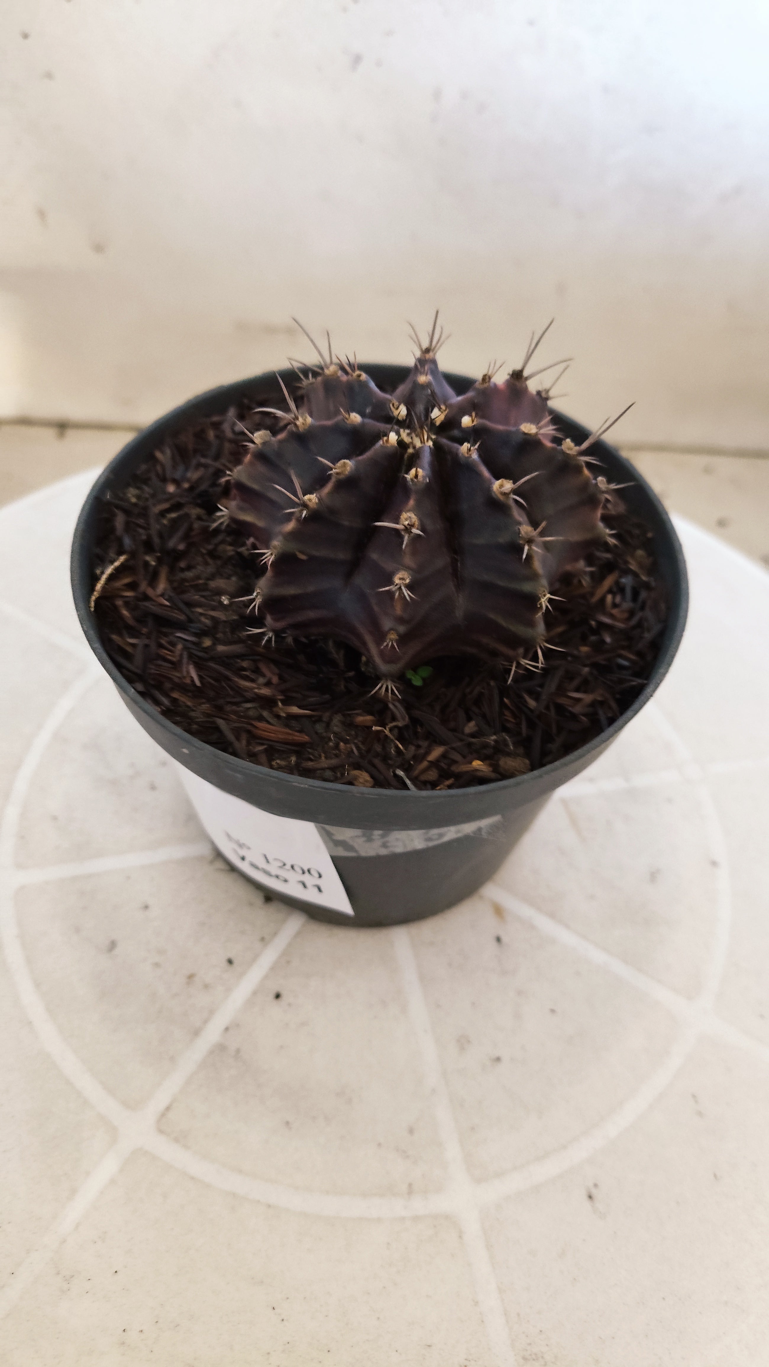 GYMNOCALYCIUM  "Black Window" - Nº 1200 – vaso 11