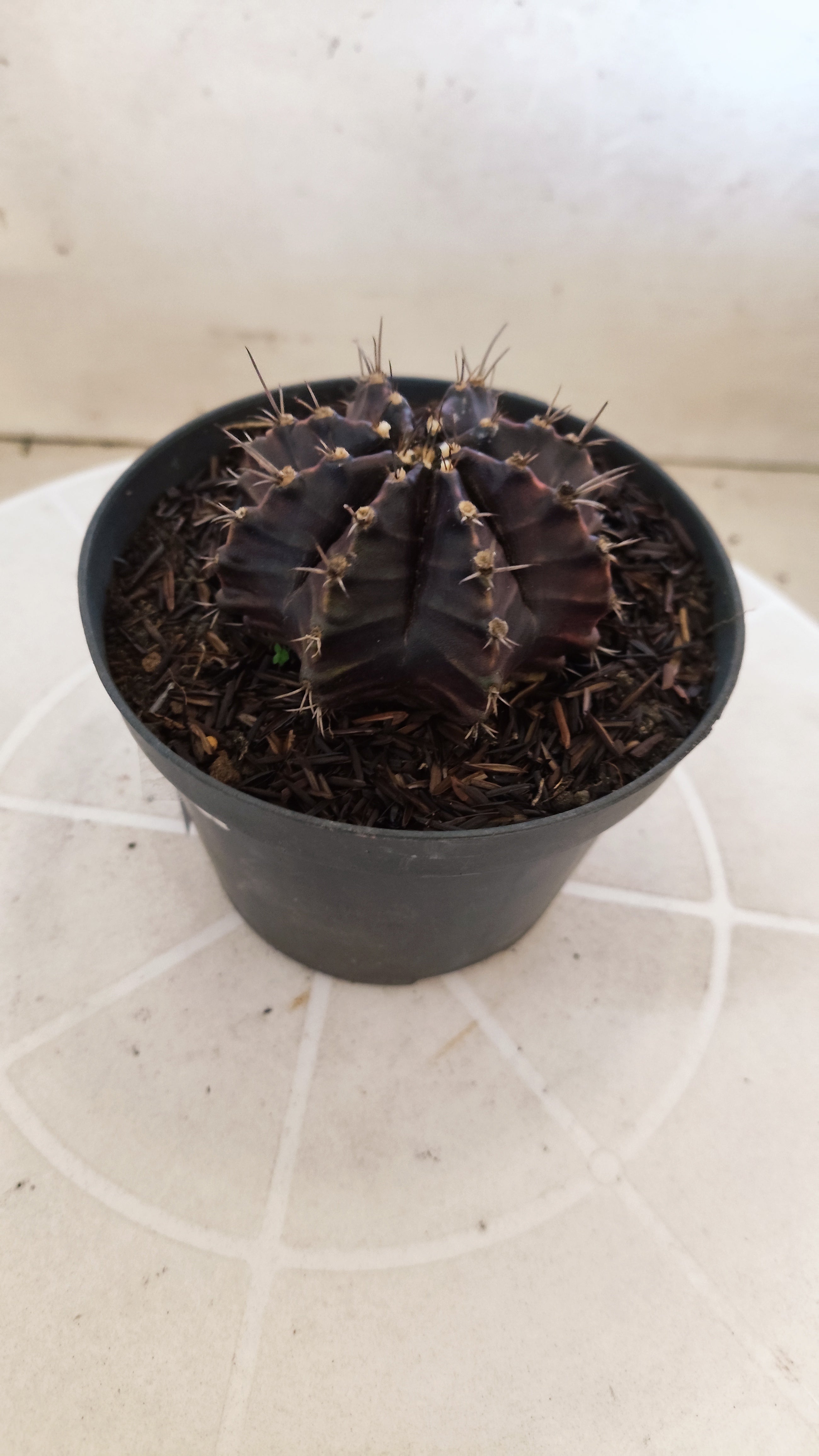 GYMNOCALYCIUM  "Black Window" - Nº 1200 – vaso 11
