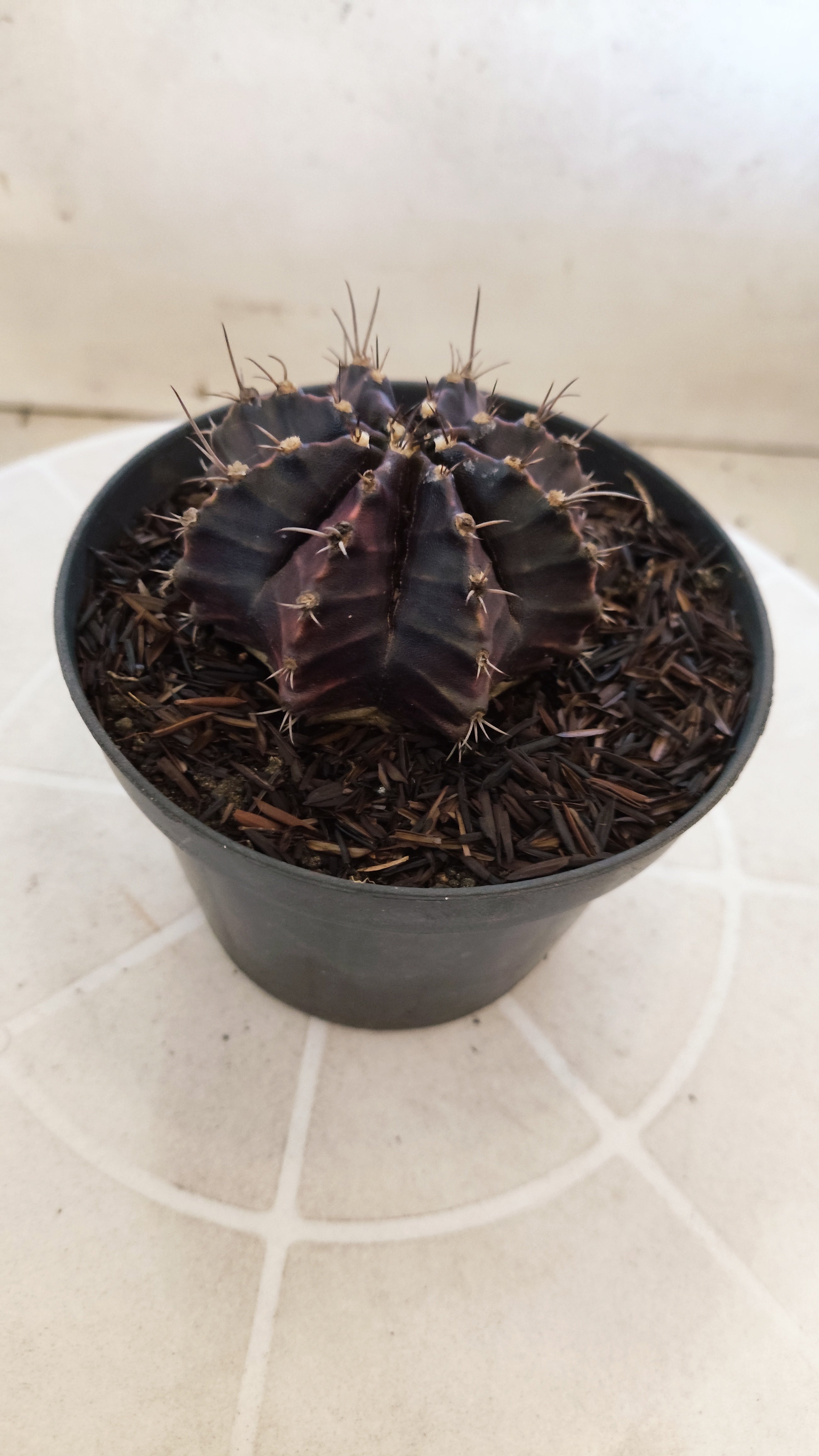 GYMNOCALYCIUM  "Black Window" - Nº 1200 – vaso 11