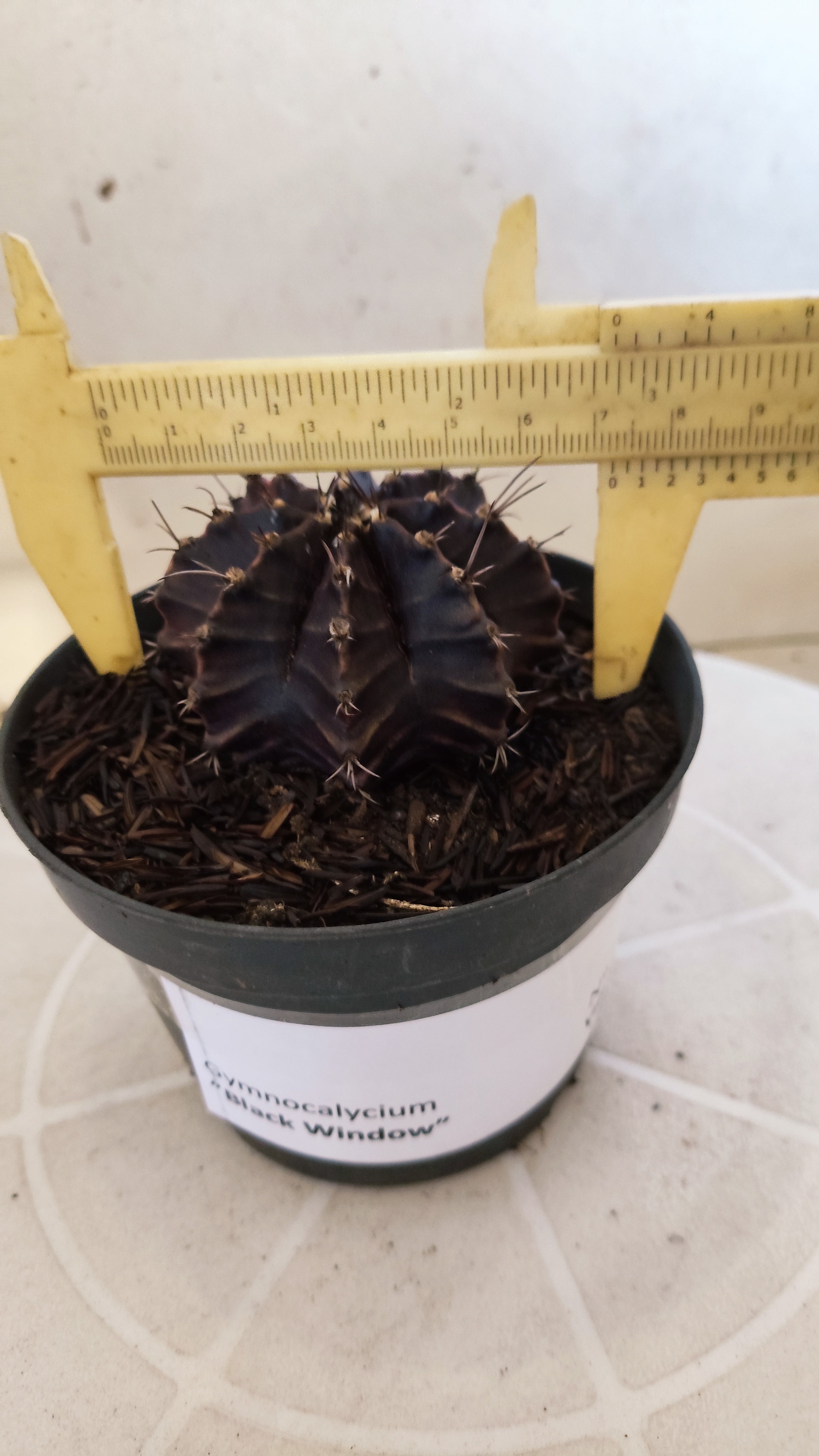 GYMNOCALYCIUM  "Black Window" - Nº 1200 – vaso 11