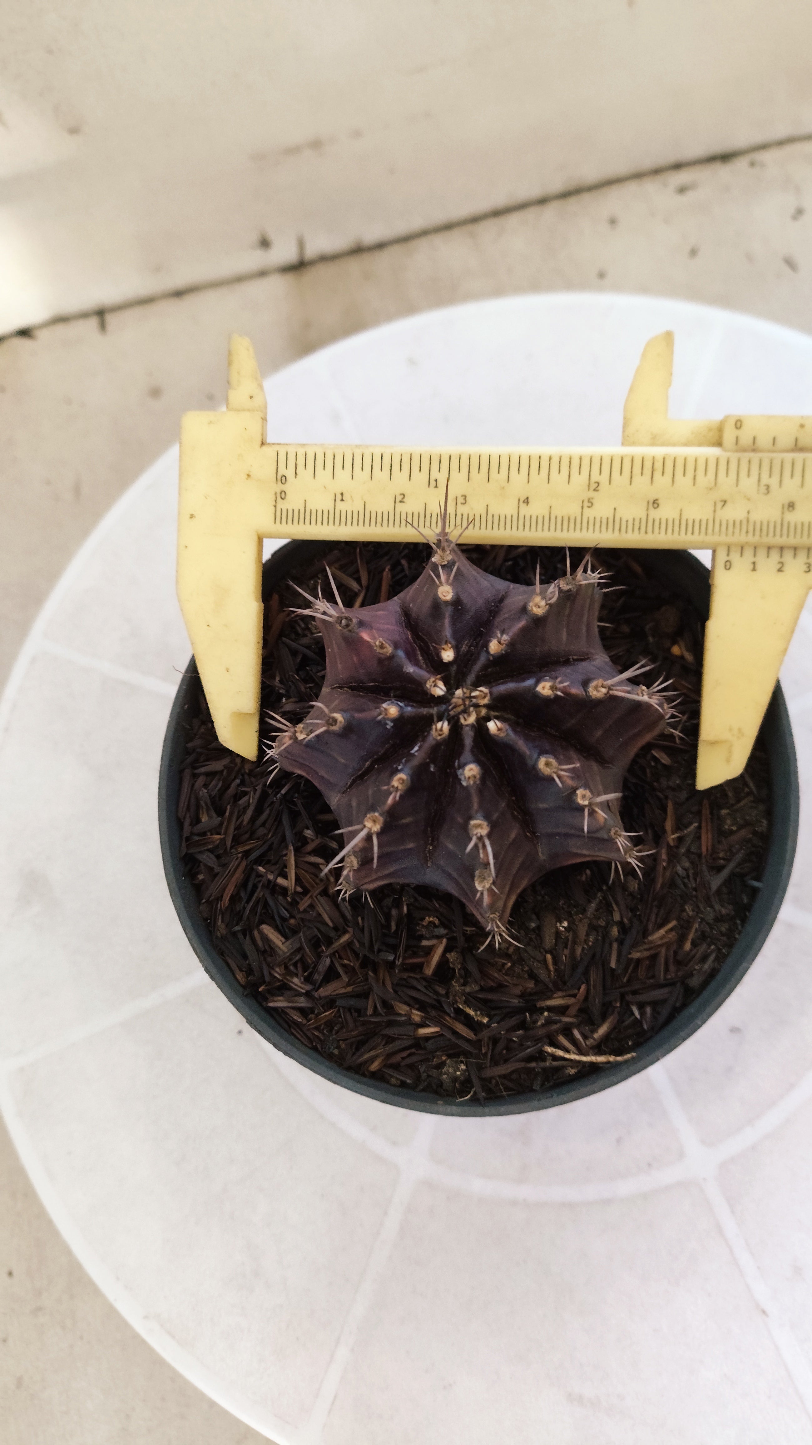 GYMNOCALYCIUM  "Black Window" - Nº 1200 – vaso 11