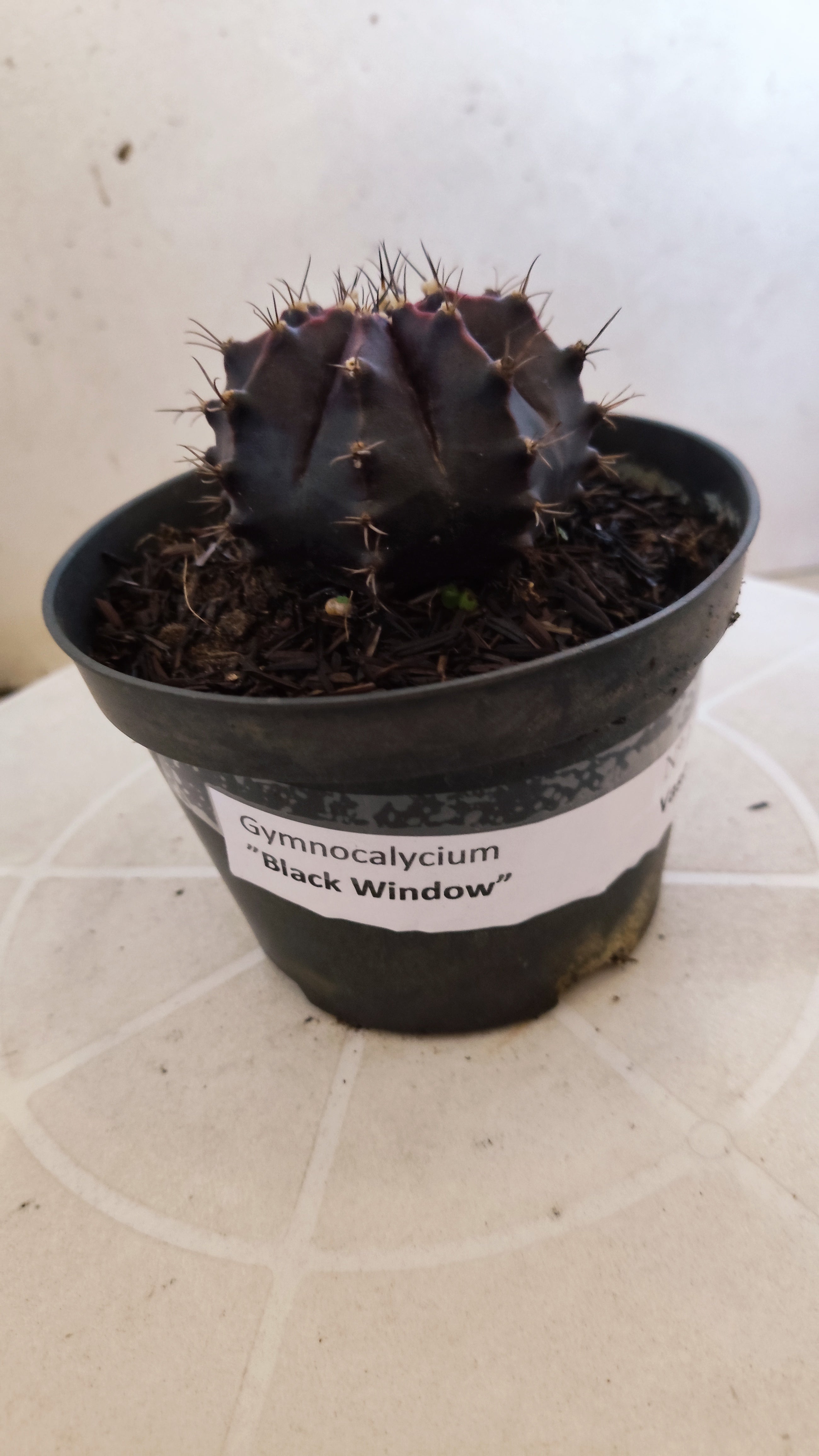 GYMNOCALYCIUM  "Black Window" - Nº 1207 – vaso 11