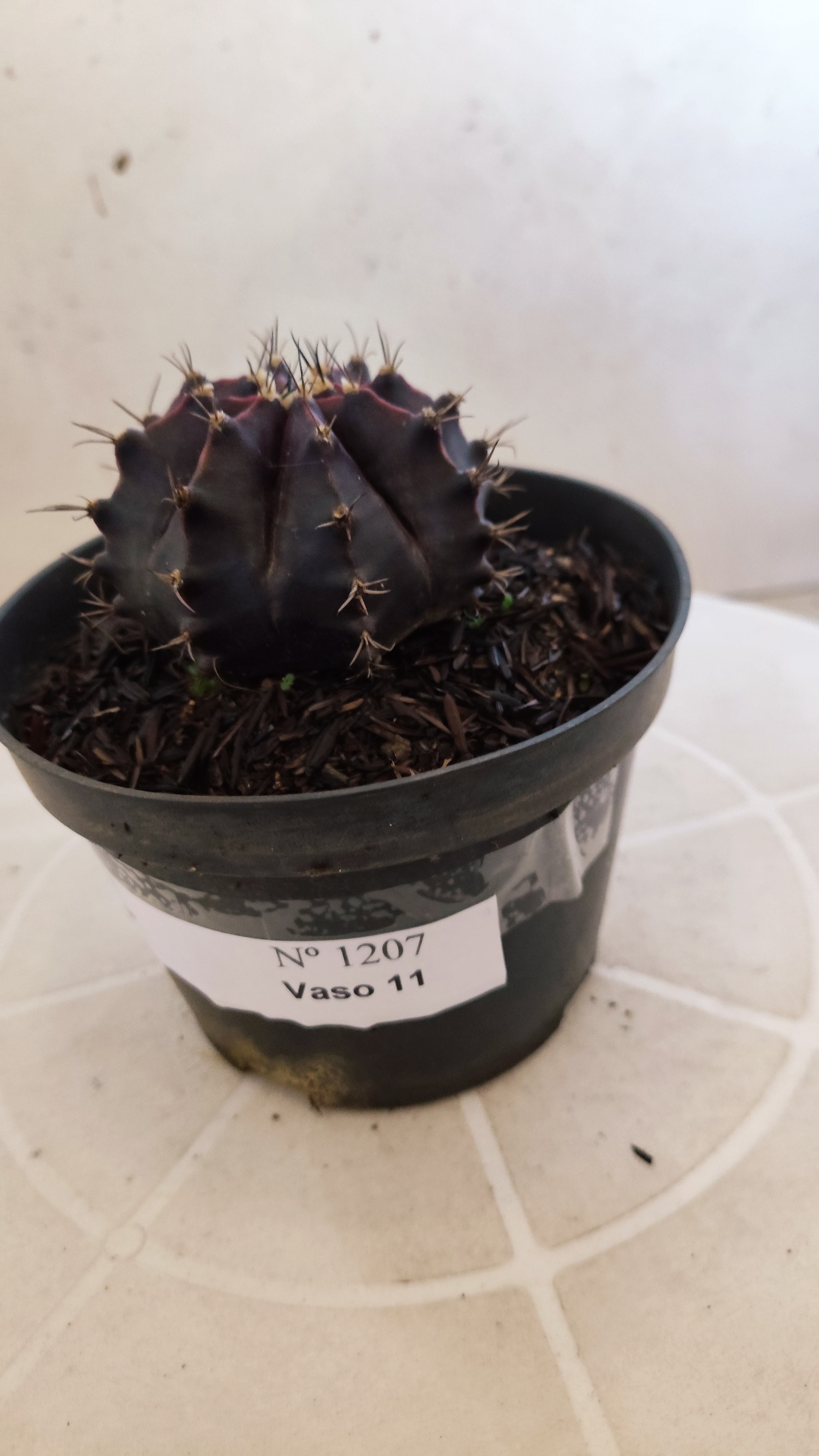 GYMNOCALYCIUM  "Black Window" - Nº 1207 – vaso 11