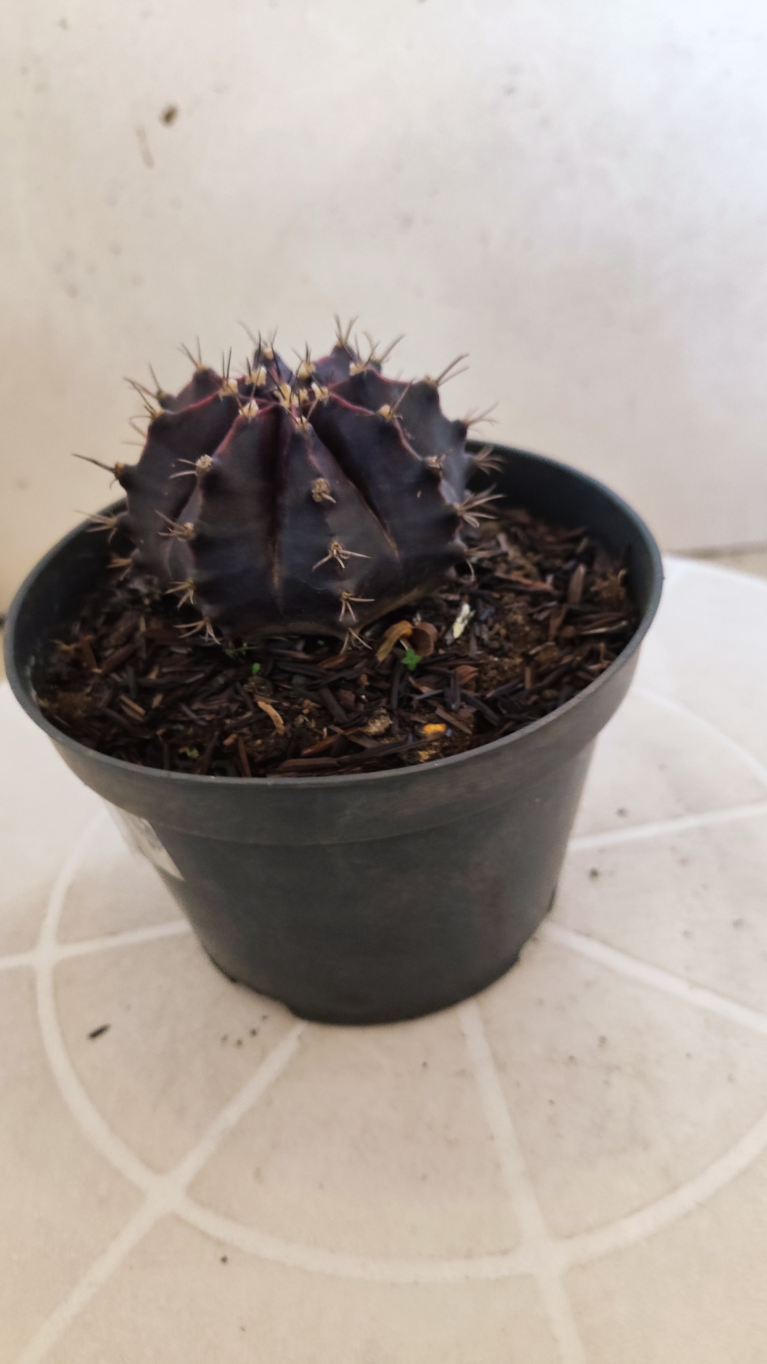 GYMNOCALYCIUM  "Black Window" - Nº 1207 – vaso 11