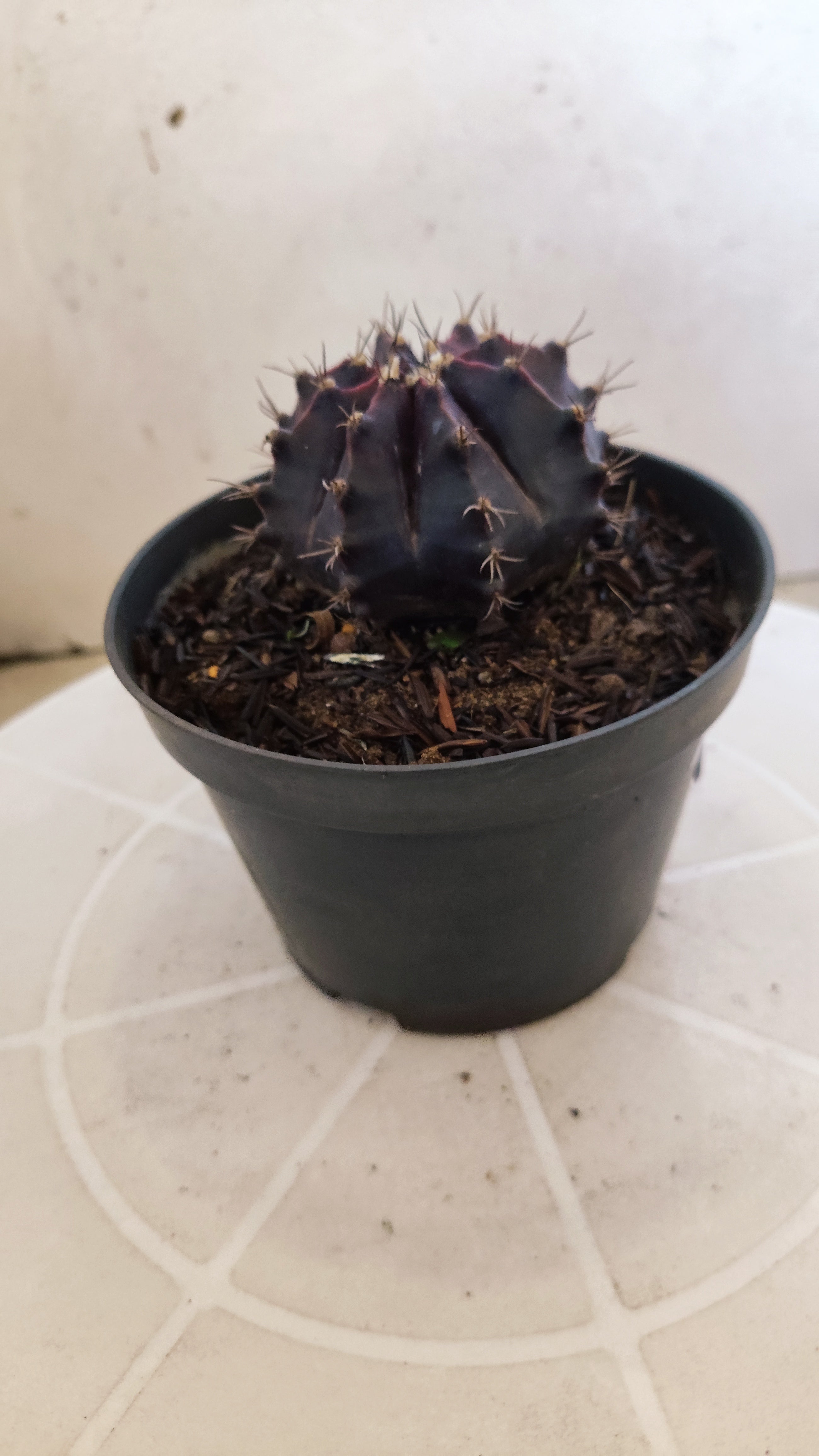 GYMNOCALYCIUM  "Black Window" - Nº 1207 – vaso 11