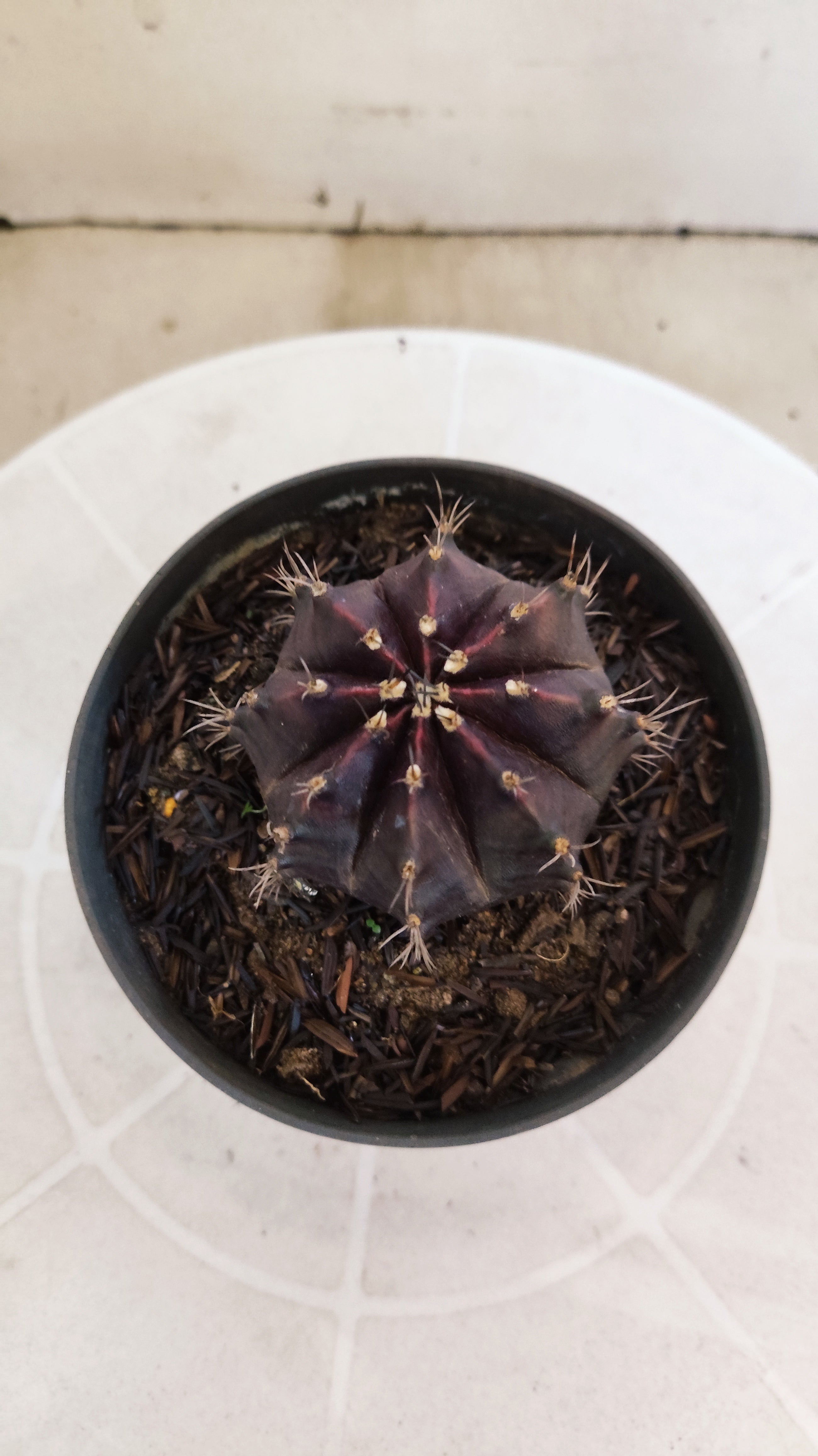 GYMNOCALYCIUM  "Black Window" - Nº 1207 – vaso 11