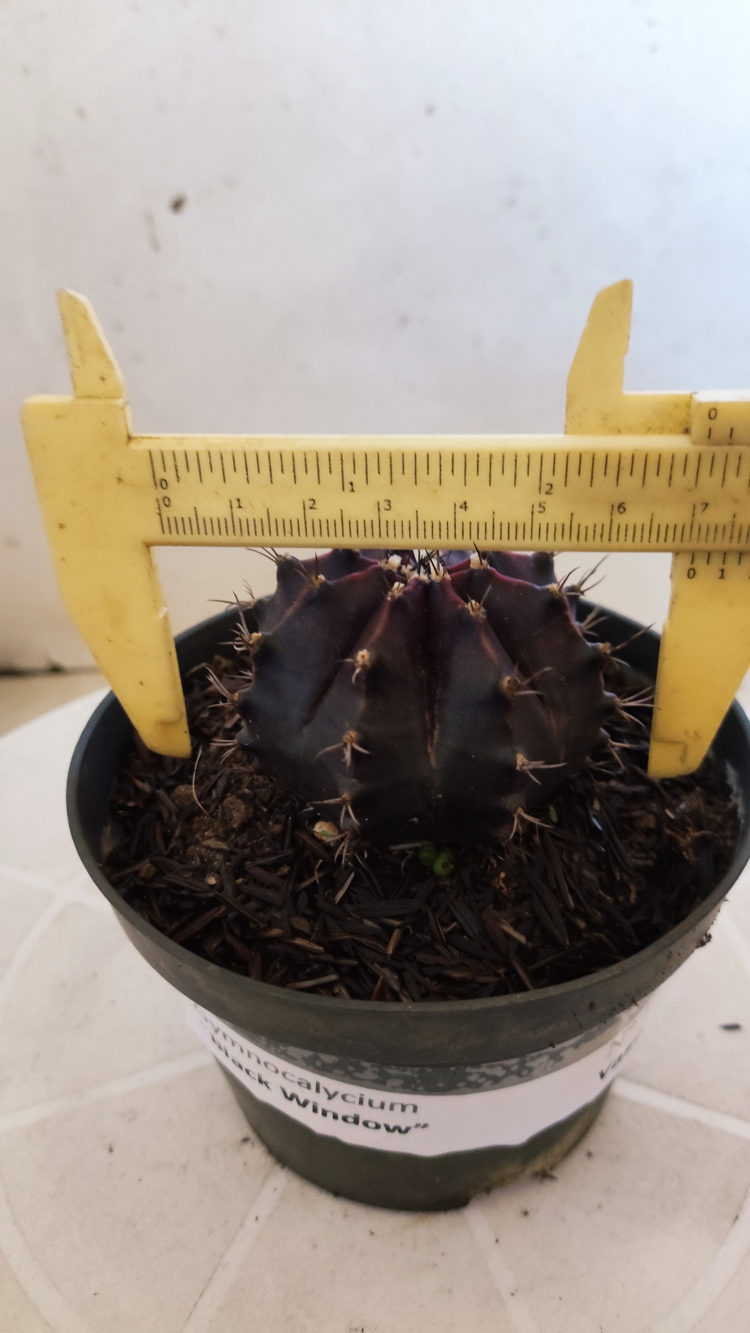 GYMNOCALYCIUM  "Black Window" - Nº 1207 – vaso 11