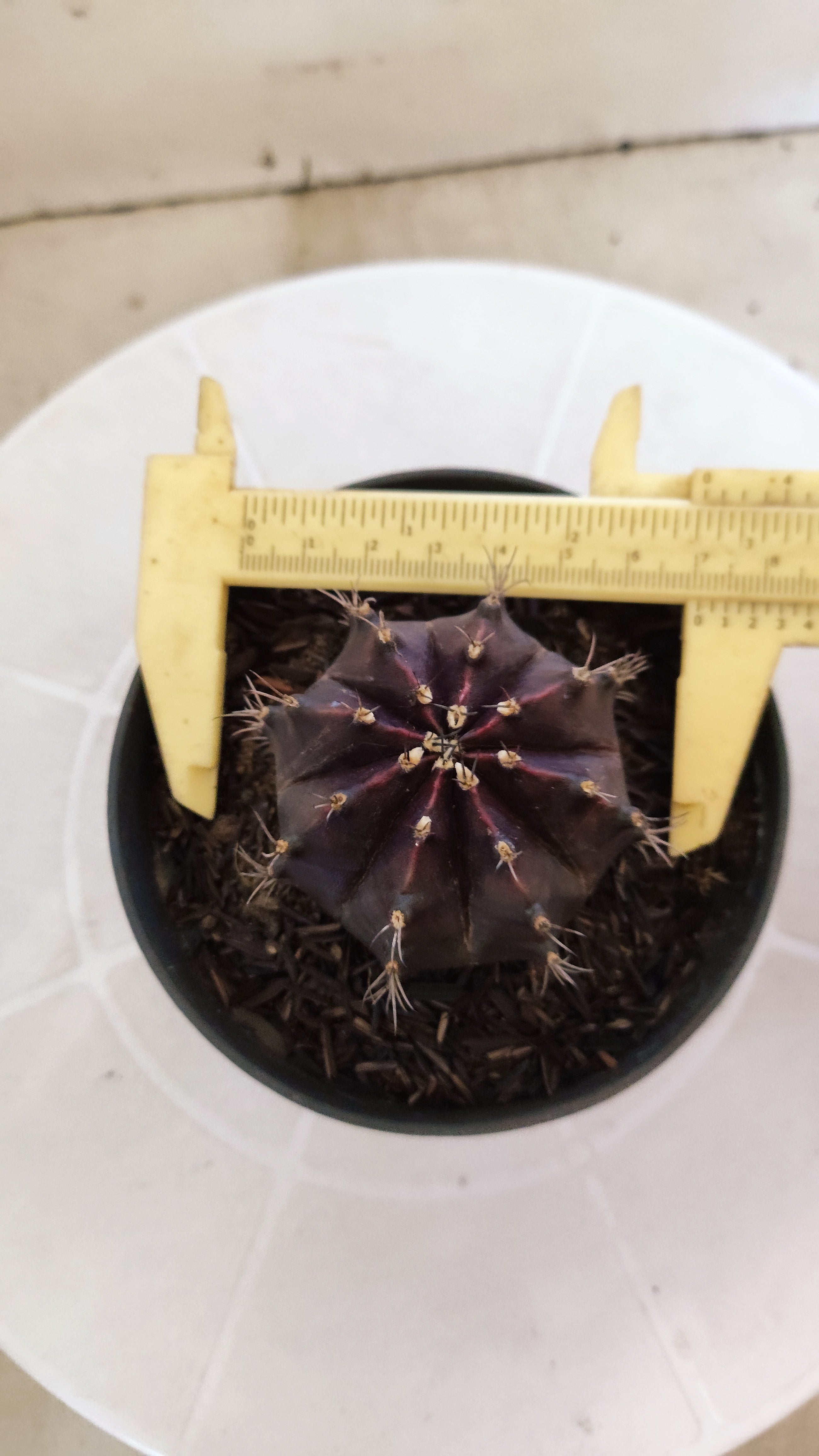GYMNOCALYCIUM  "Black Window" - Nº 1207 – vaso 11