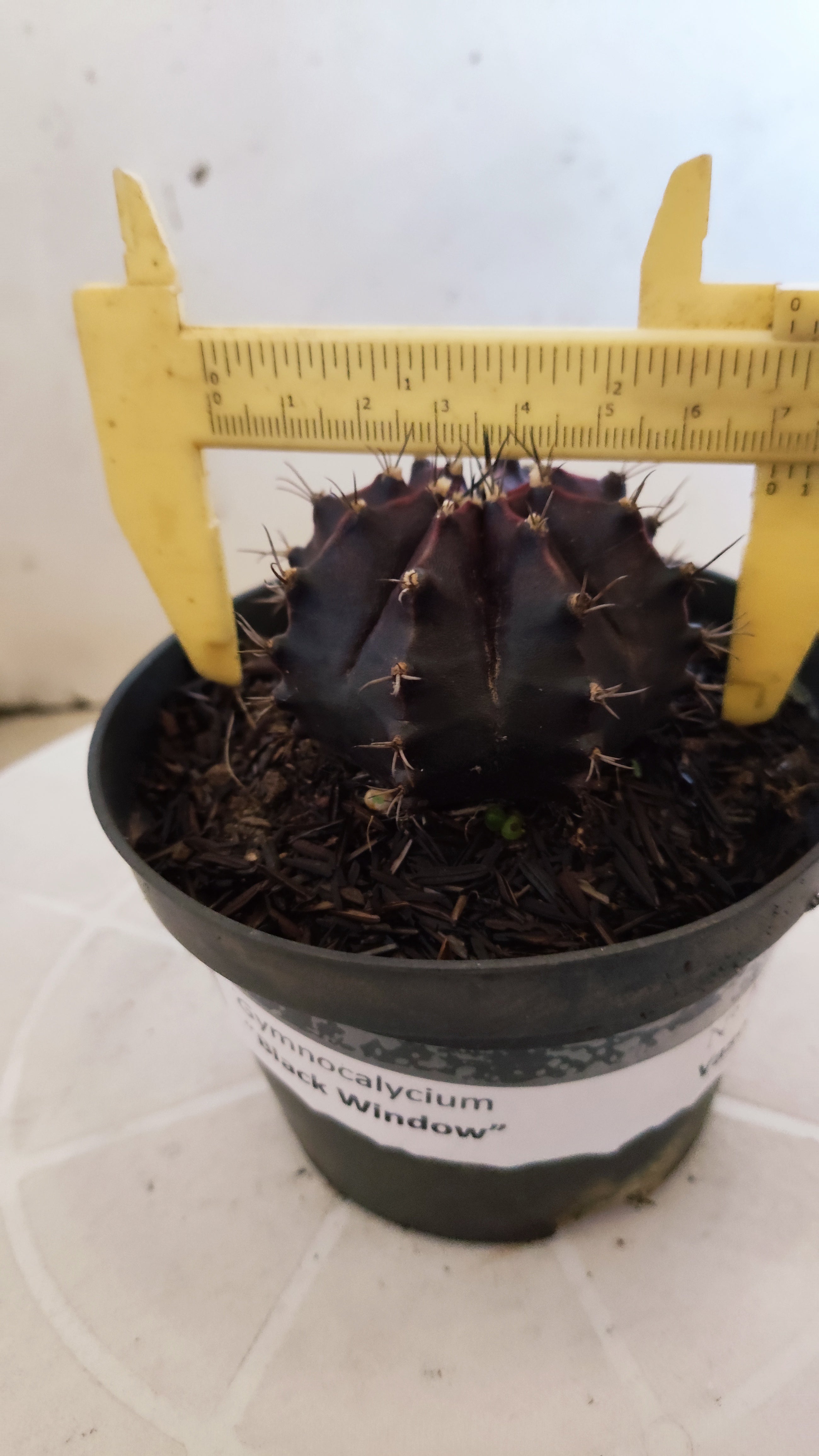 GYMNOCALYCIUM  "Black Window" - Nº 1207 – vaso 11