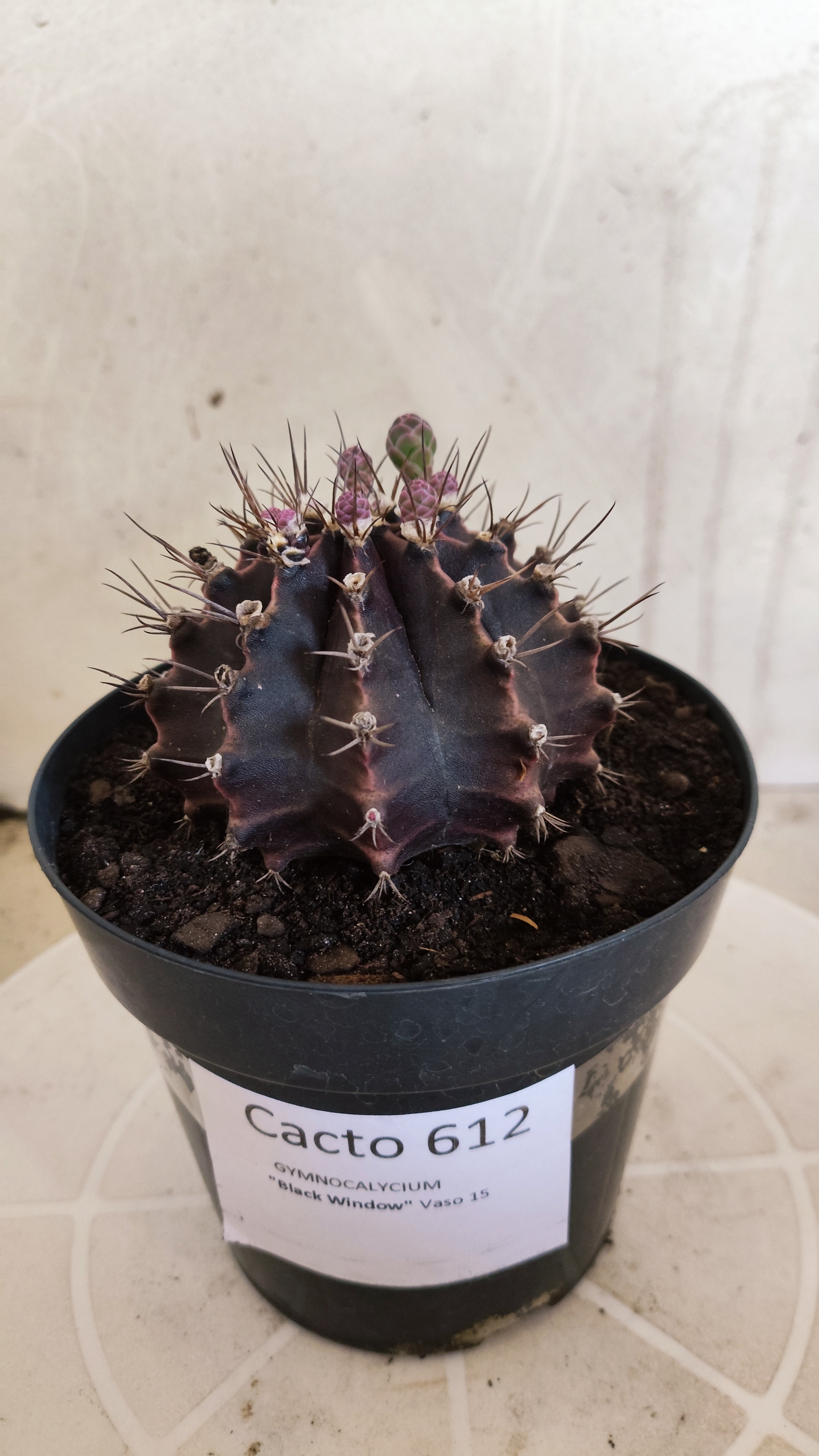 GYMNOCALYCIUM  "Black Window" - Nº 612 – vaso 15