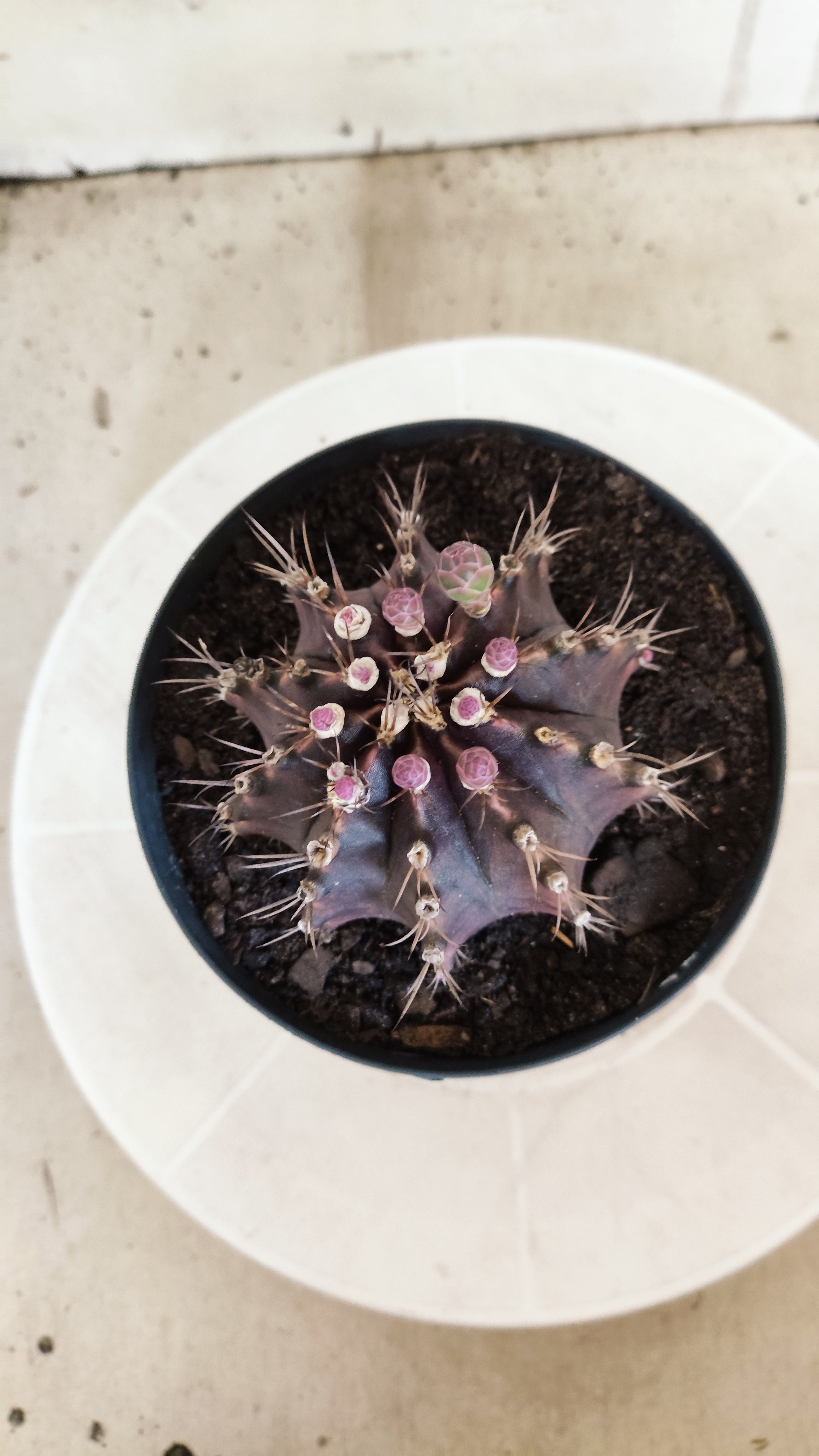 GYMNOCALYCIUM  "Black Window" - Nº 612 – vaso 15