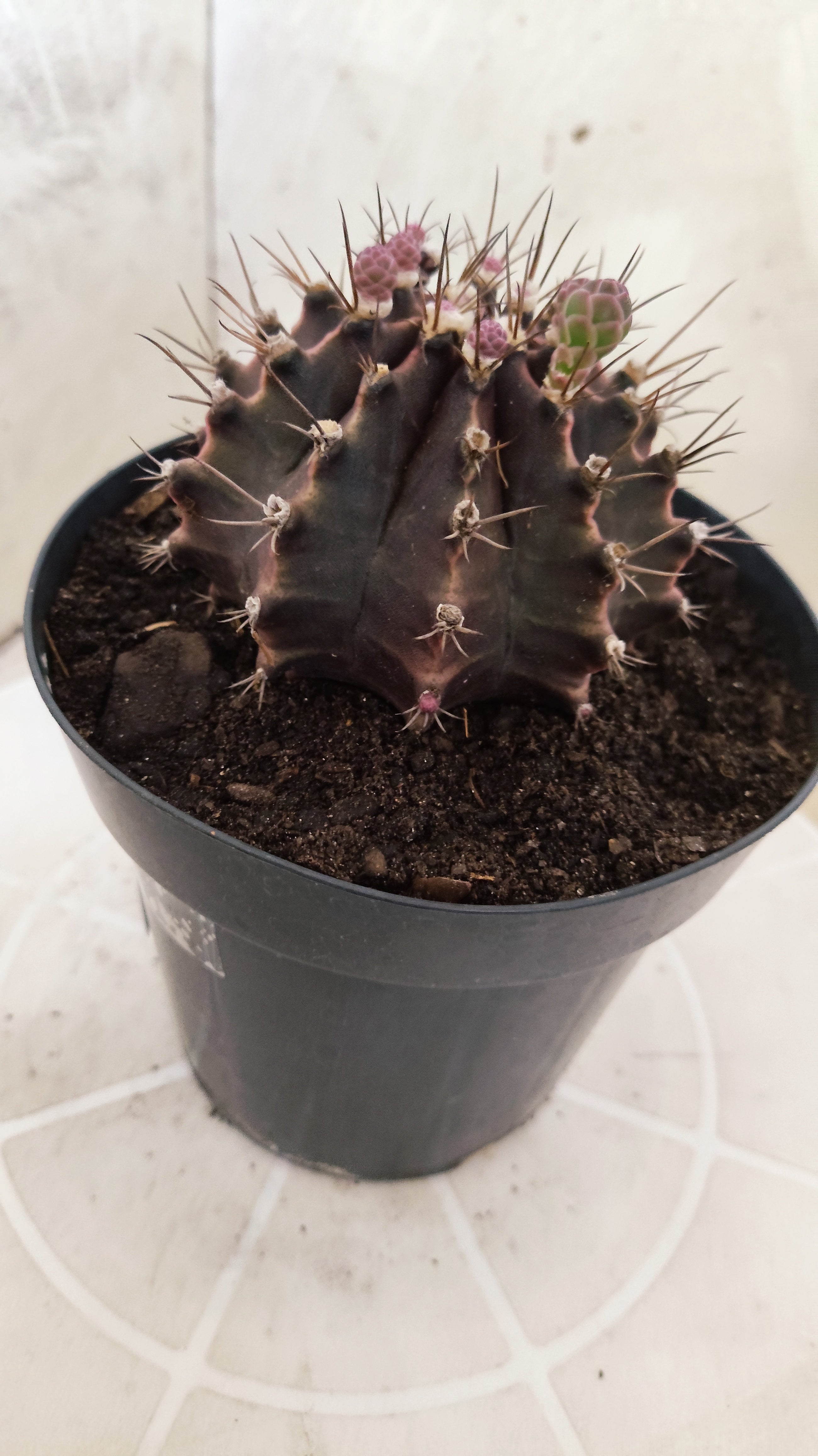 GYMNOCALYCIUM  "Black Window" - Nº 612 – vaso 15