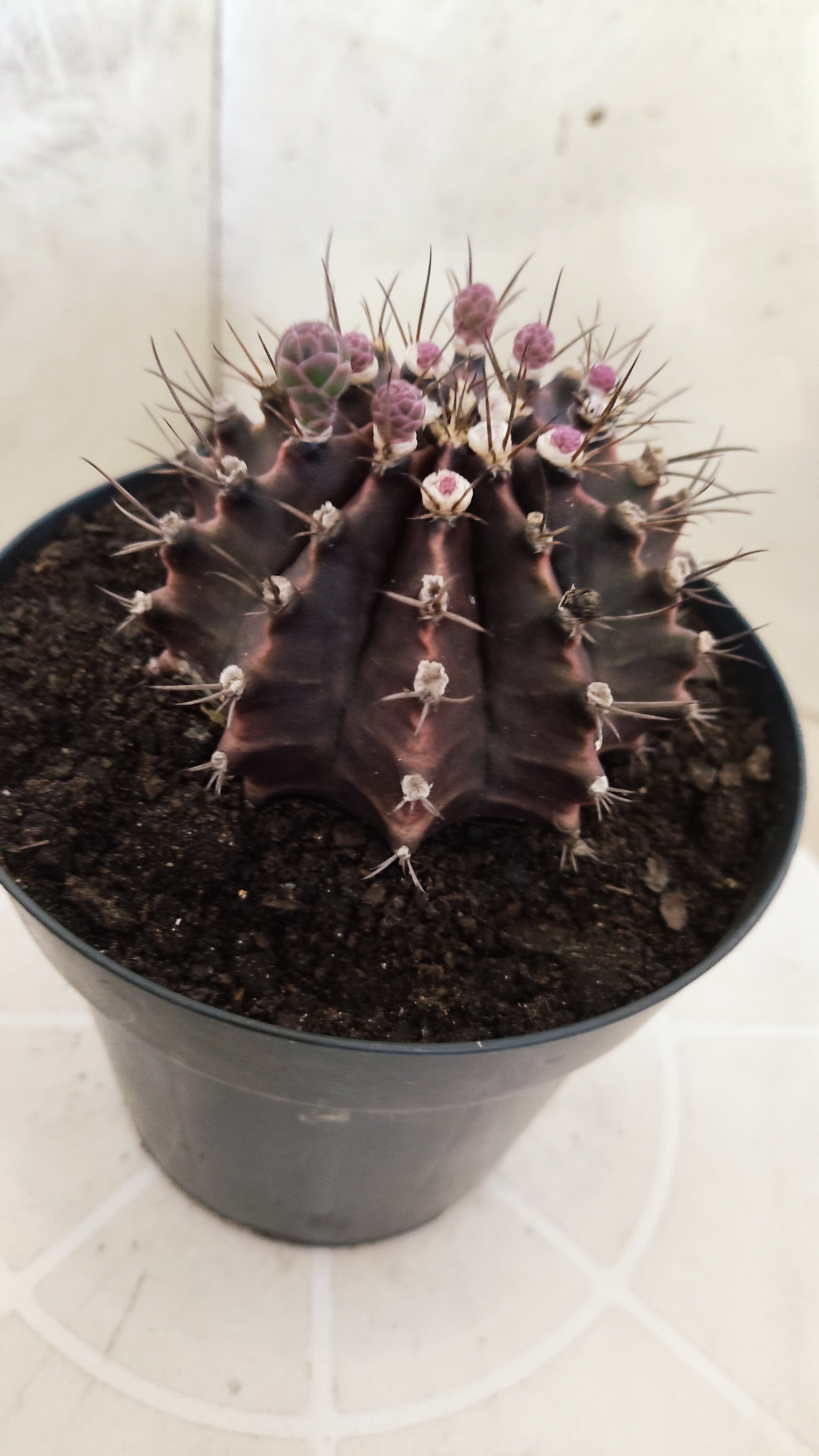 GYMNOCALYCIUM  "Black Window" - Nº 612 – vaso 15