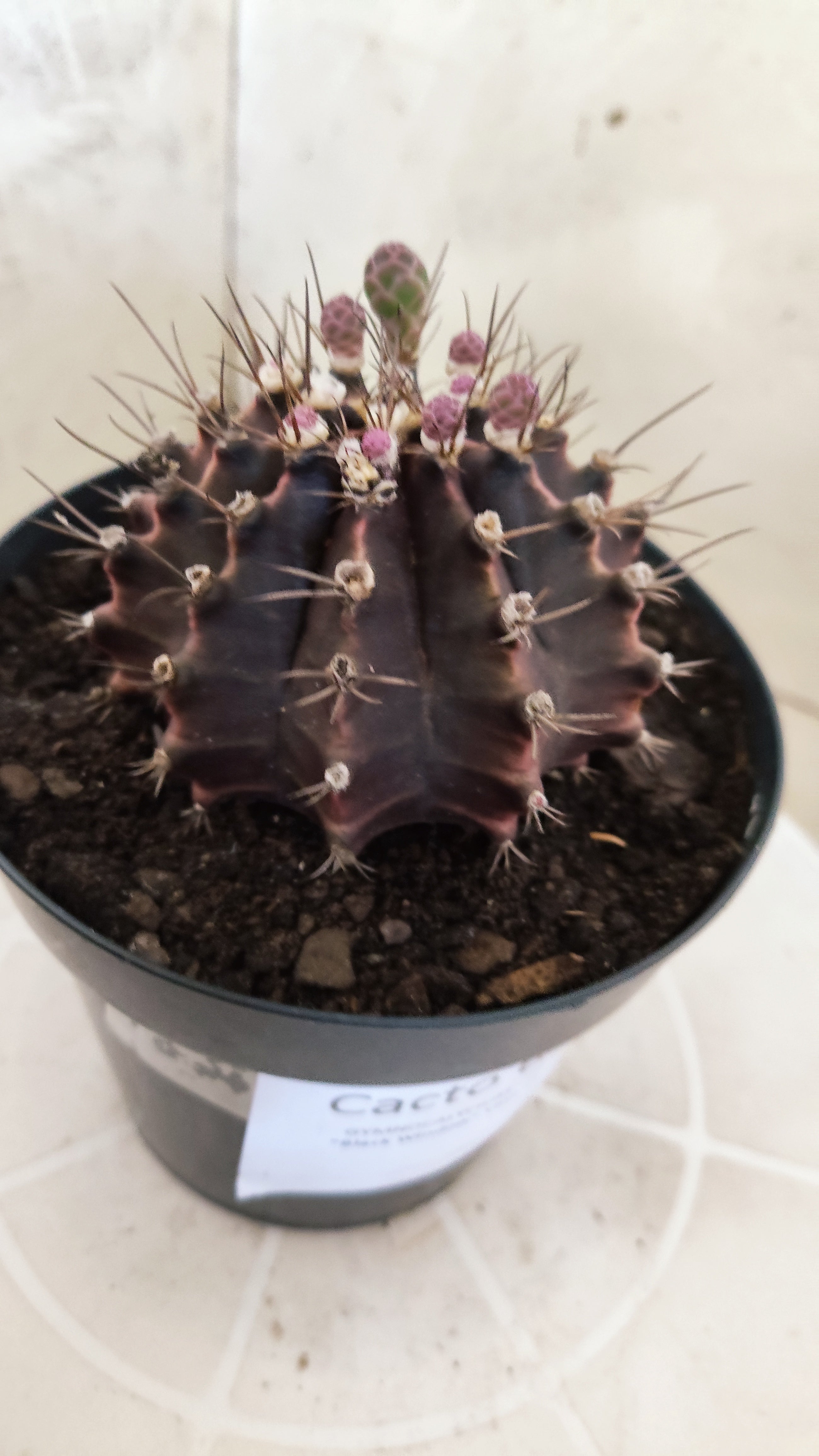 GYMNOCALYCIUM  "Black Window" - Nº 612 – vaso 15