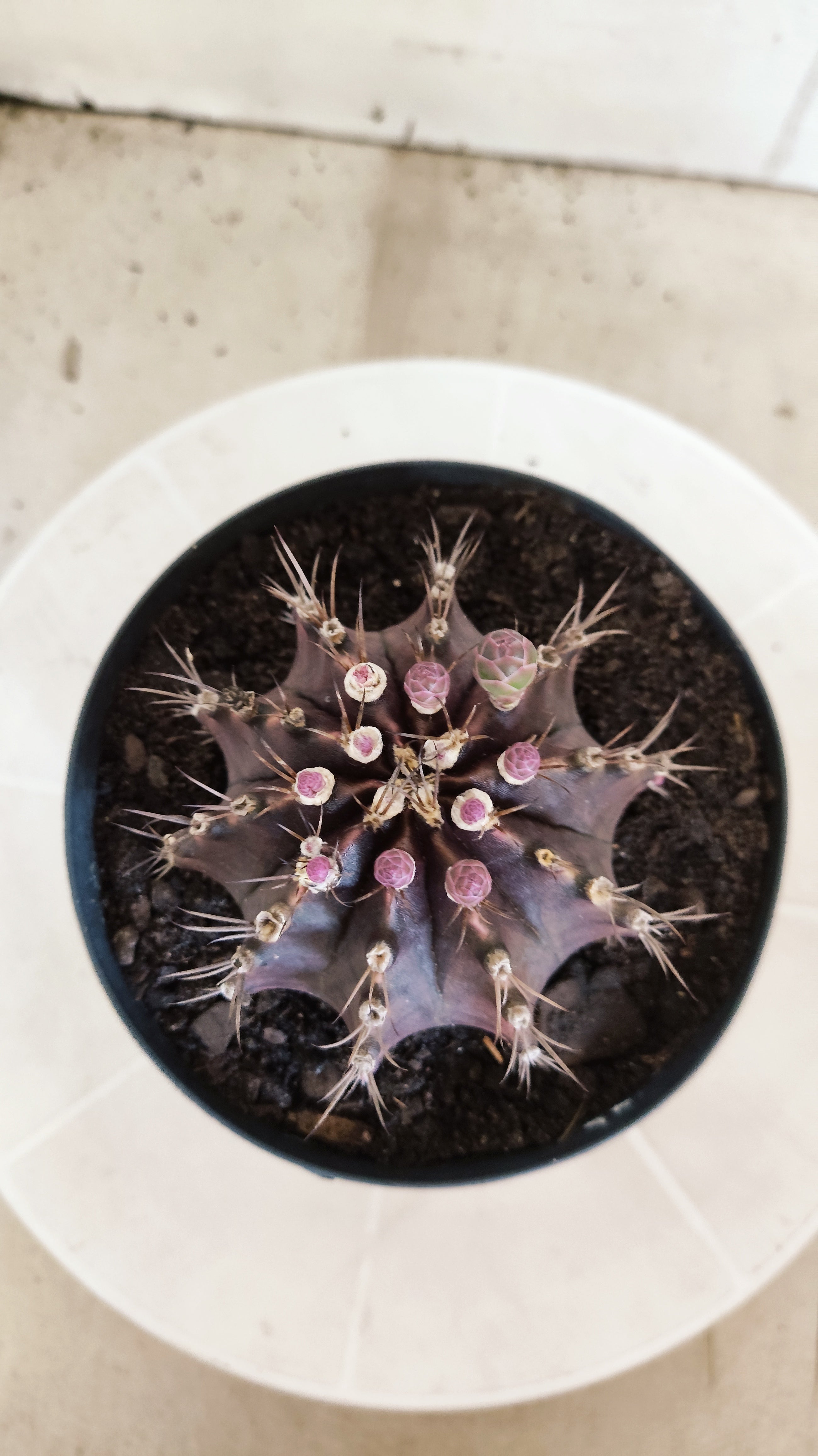 GYMNOCALYCIUM  "Black Window" - Nº 612 – vaso 15