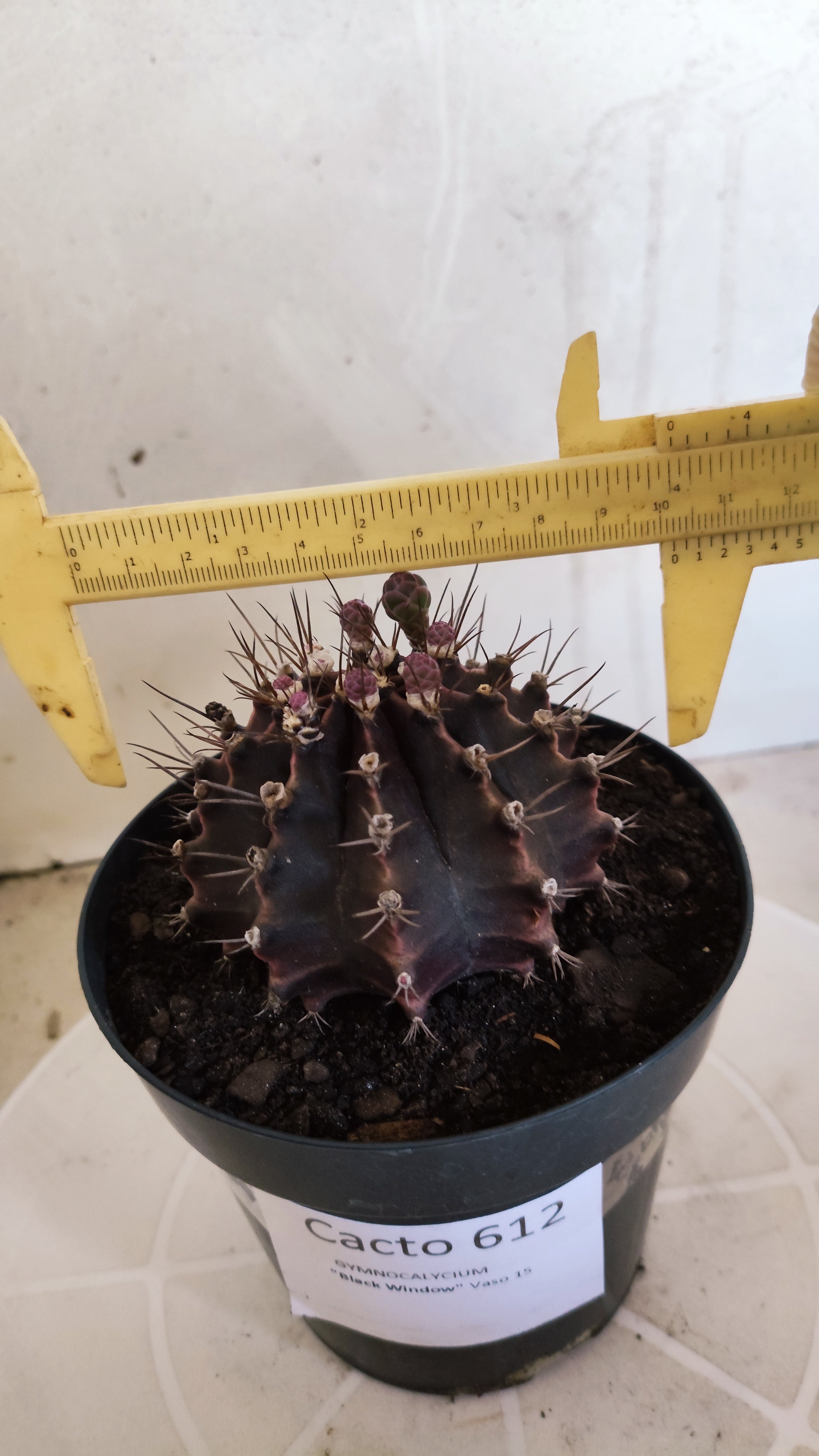 GYMNOCALYCIUM  "Black Window" - Nº 612 – vaso 15
