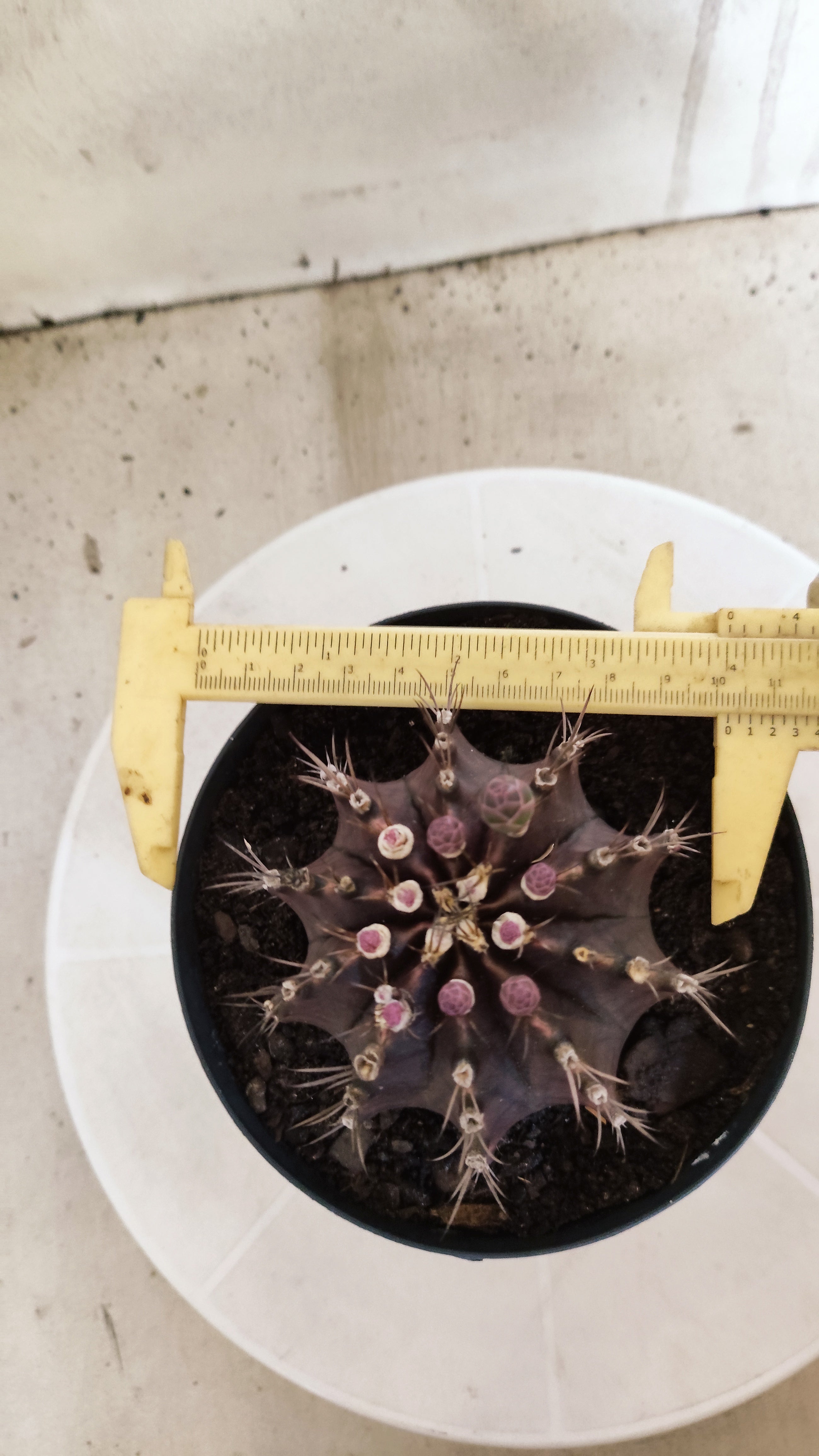 GYMNOCALYCIUM  "Black Window" - Nº 612 – vaso 15