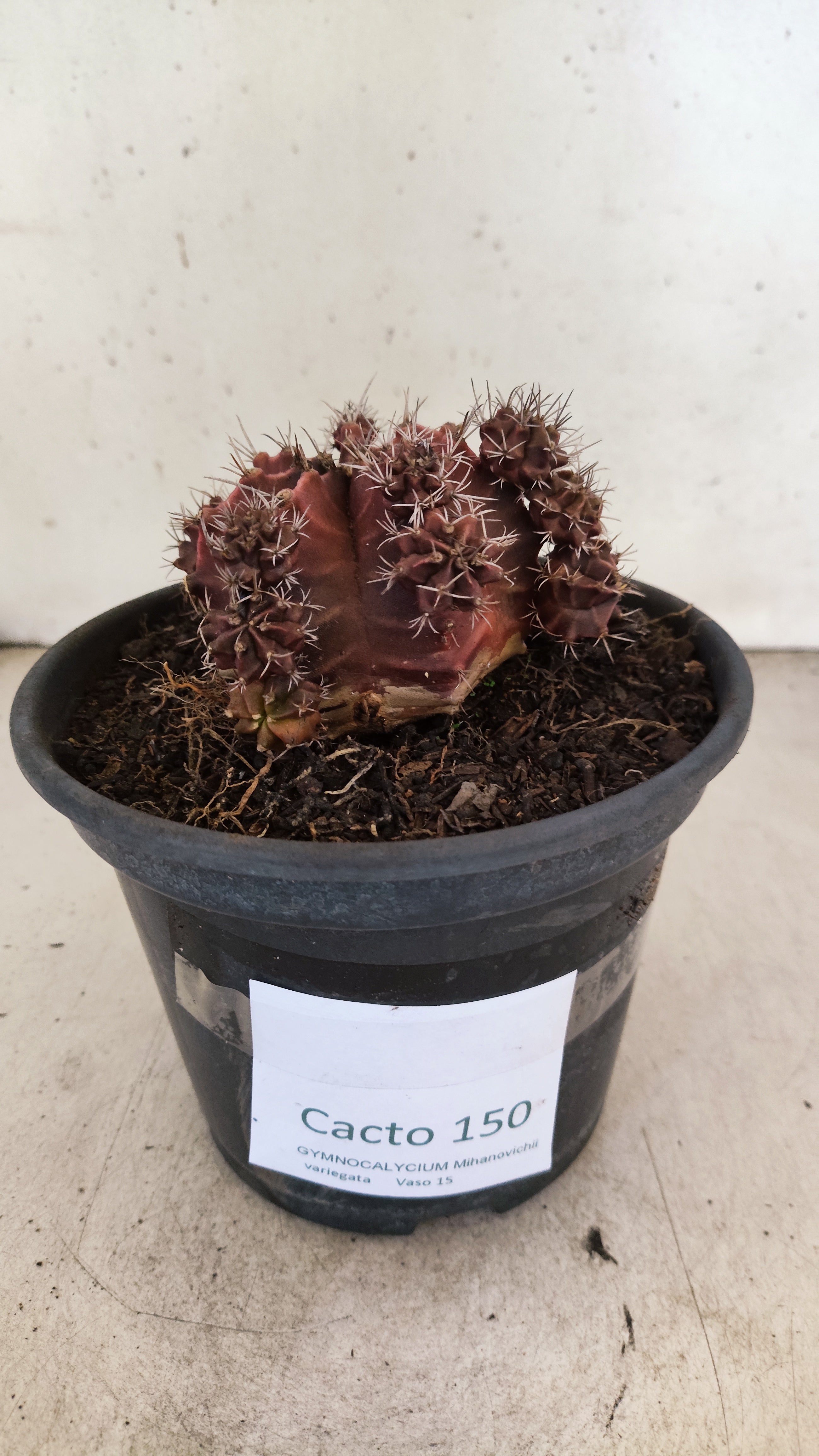 GYMNOCALYCIUM Mihanovichii Variegata "Colonia" Nº 150 – vaso 15