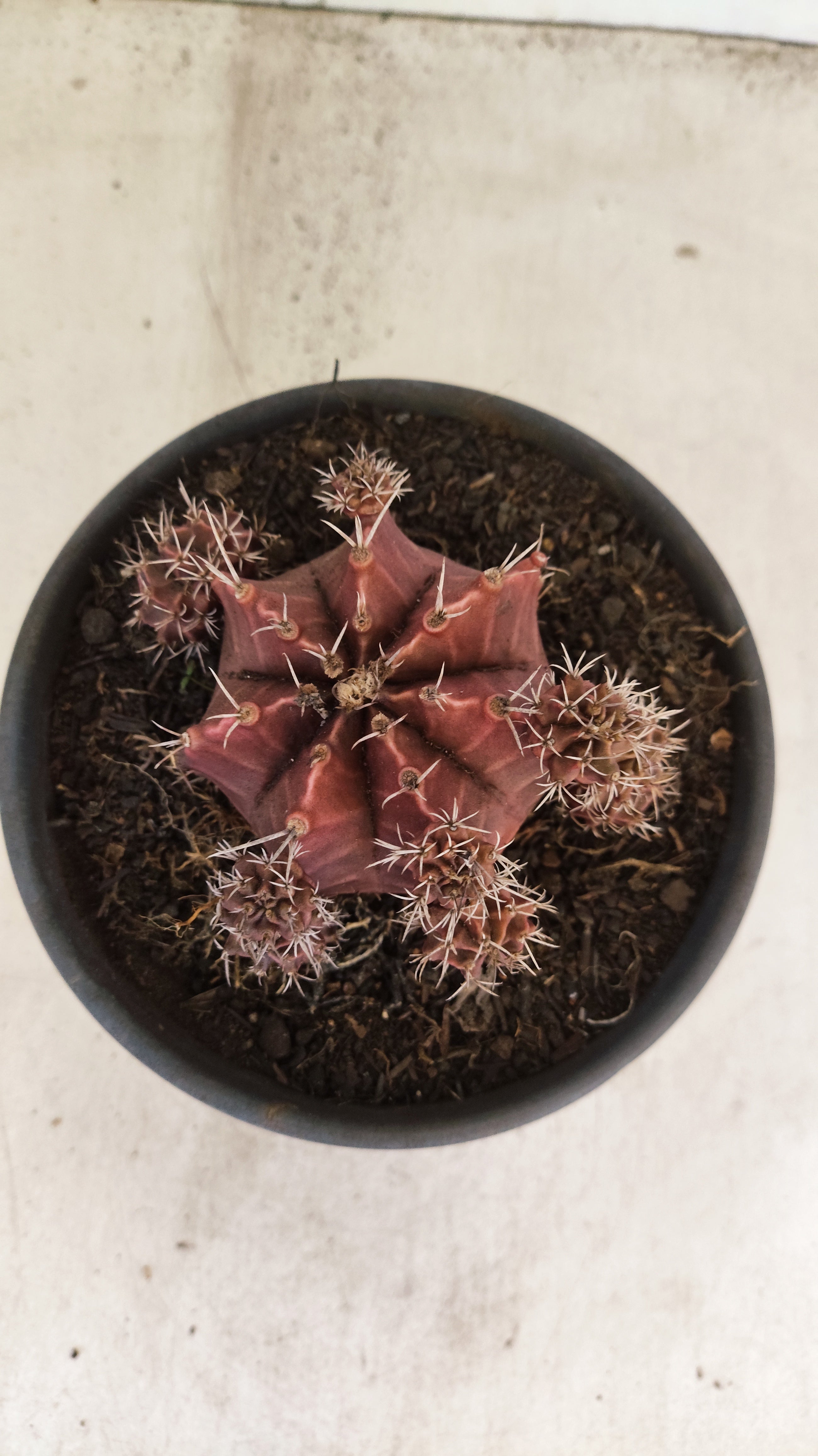 GYMNOCALYCIUM Mihanovichii Variegata "Colonia" Nº 150 – vaso 15