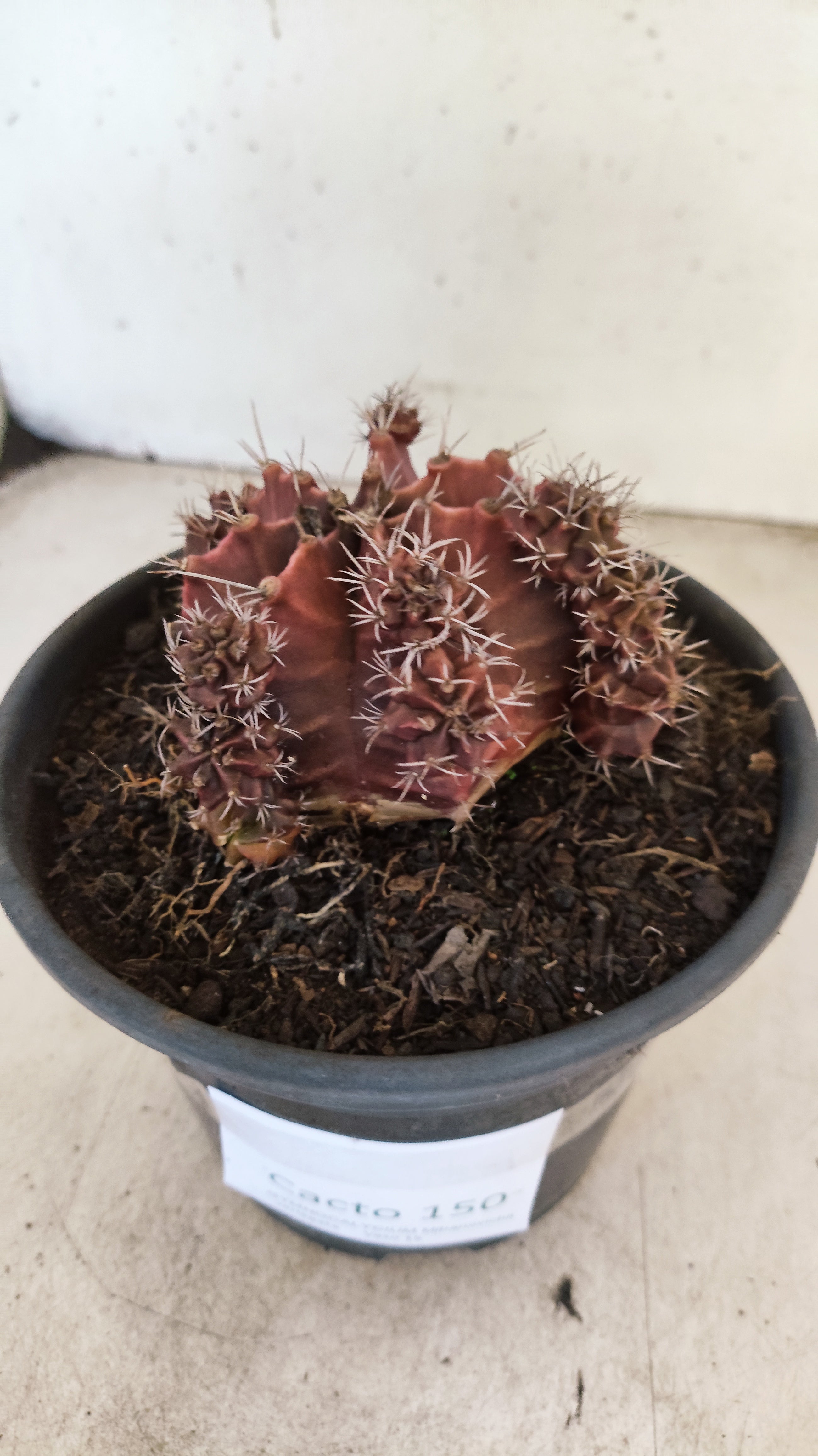 GYMNOCALYCIUM Mihanovichii Variegata "Colonia" Nº 150 – vaso 15