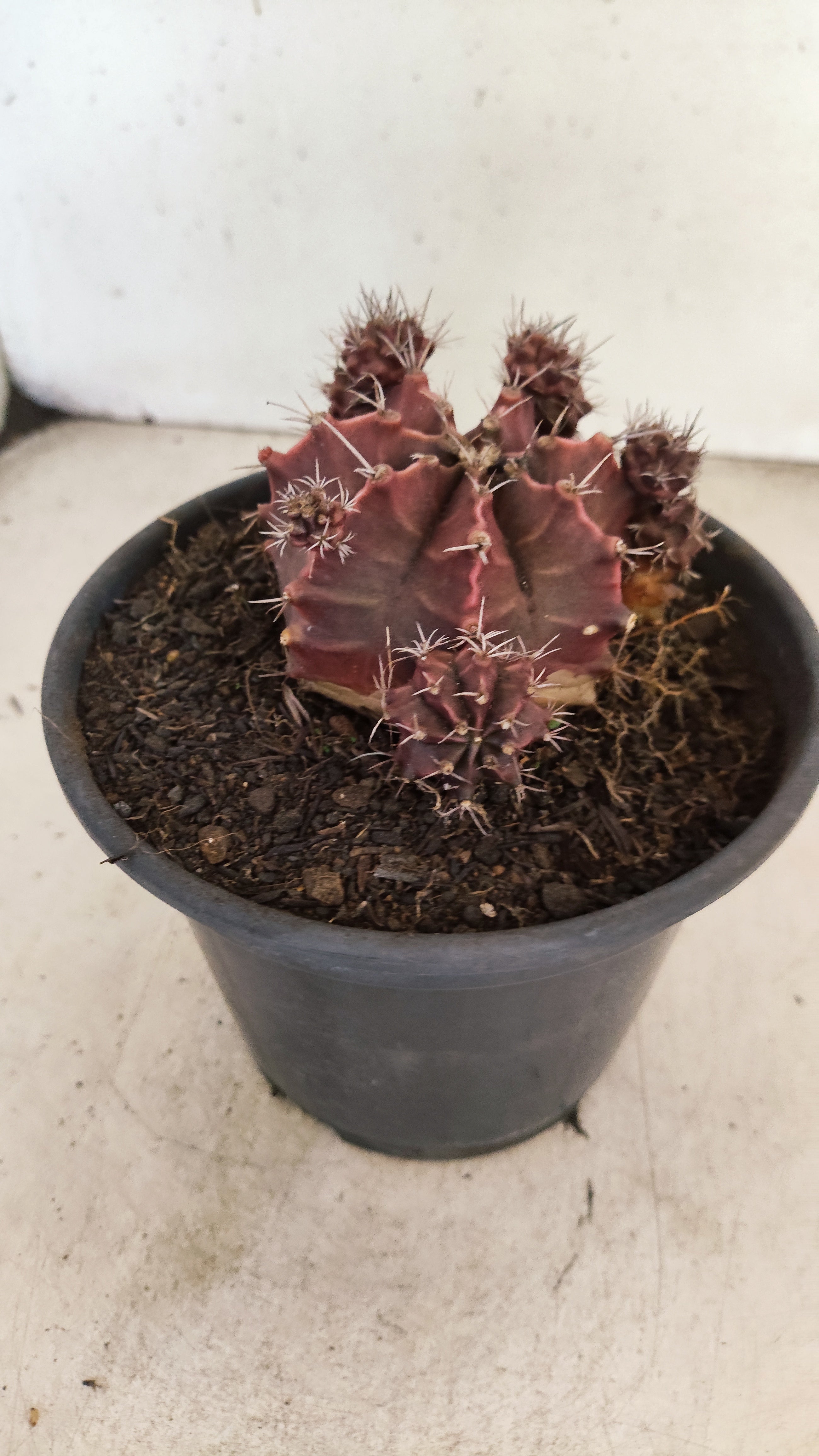 GYMNOCALYCIUM Mihanovichii Variegata "Colonia" Nº 150 – vaso 15