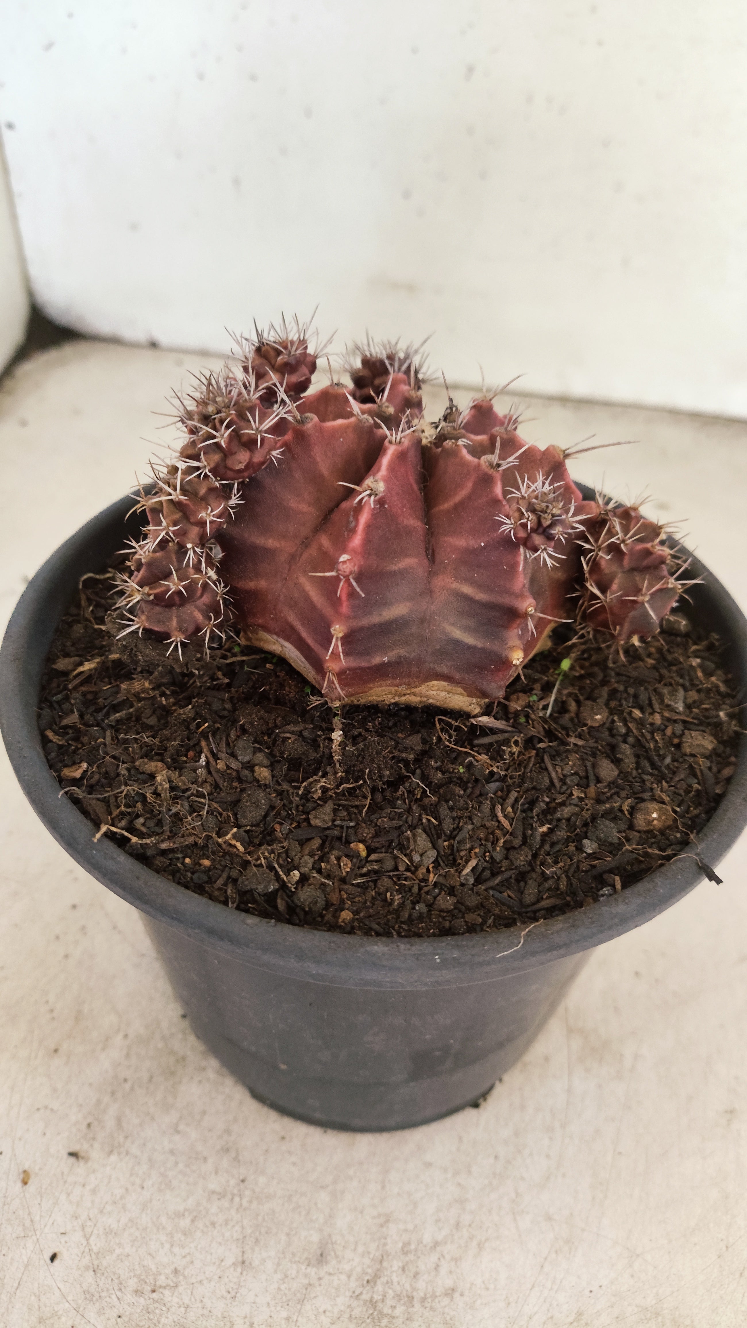 GYMNOCALYCIUM Mihanovichii Variegata "Colonia" Nº 150 – vaso 15