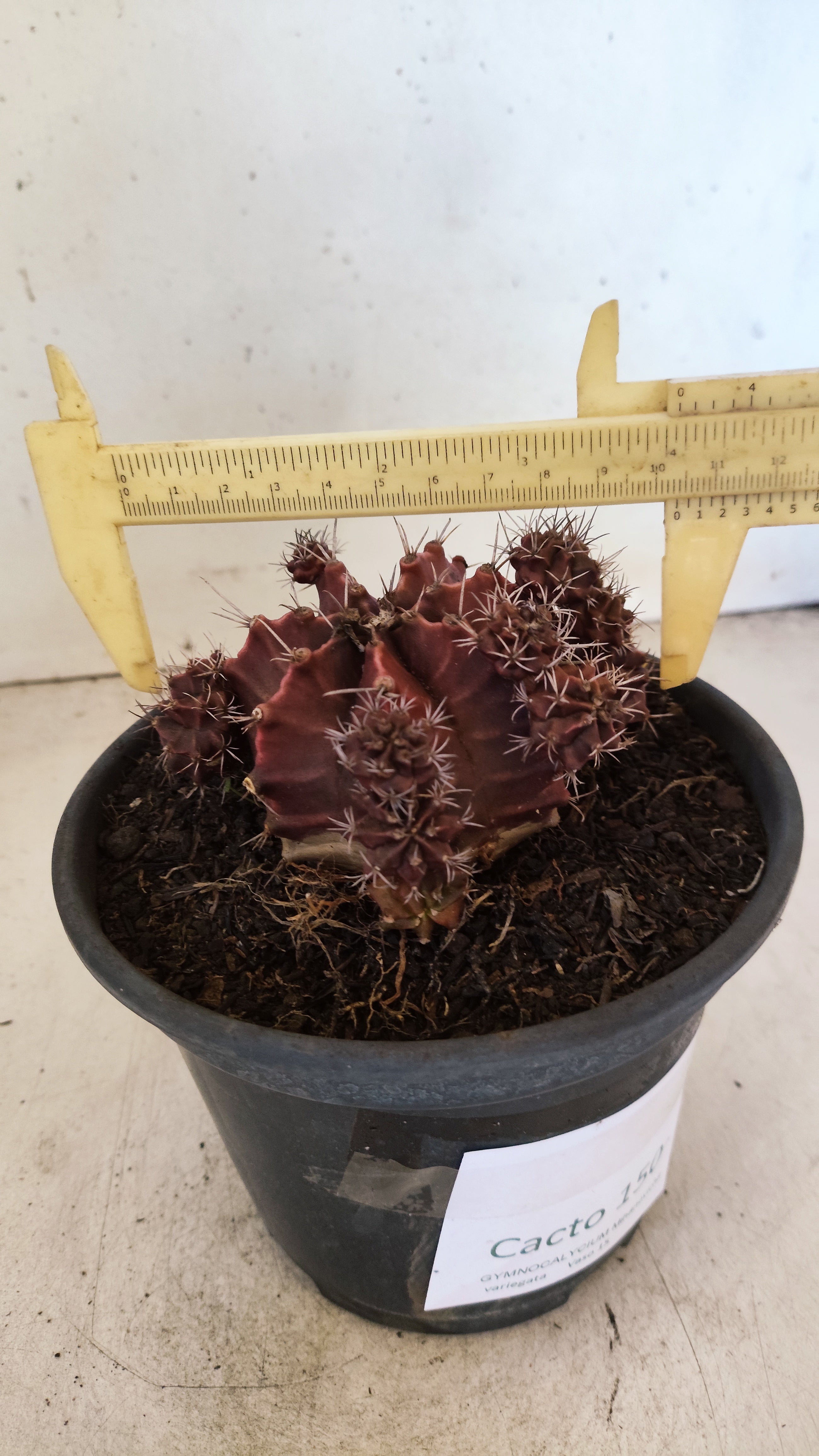 GYMNOCALYCIUM Mihanovichii Variegata "Colonia" Nº 150 – vaso 15