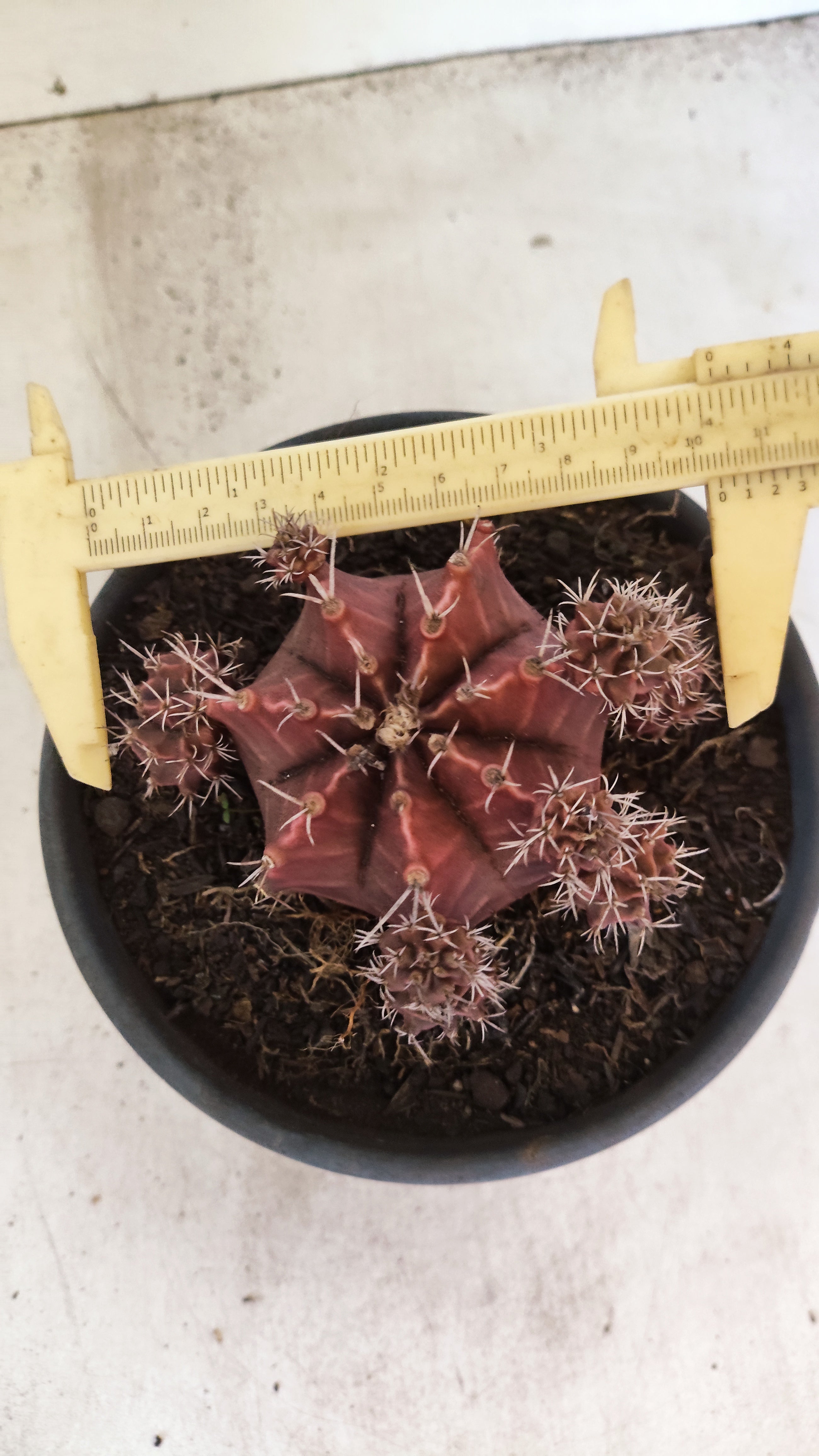 GYMNOCALYCIUM Mihanovichii Variegata "Colonia" Nº 150 – vaso 15
