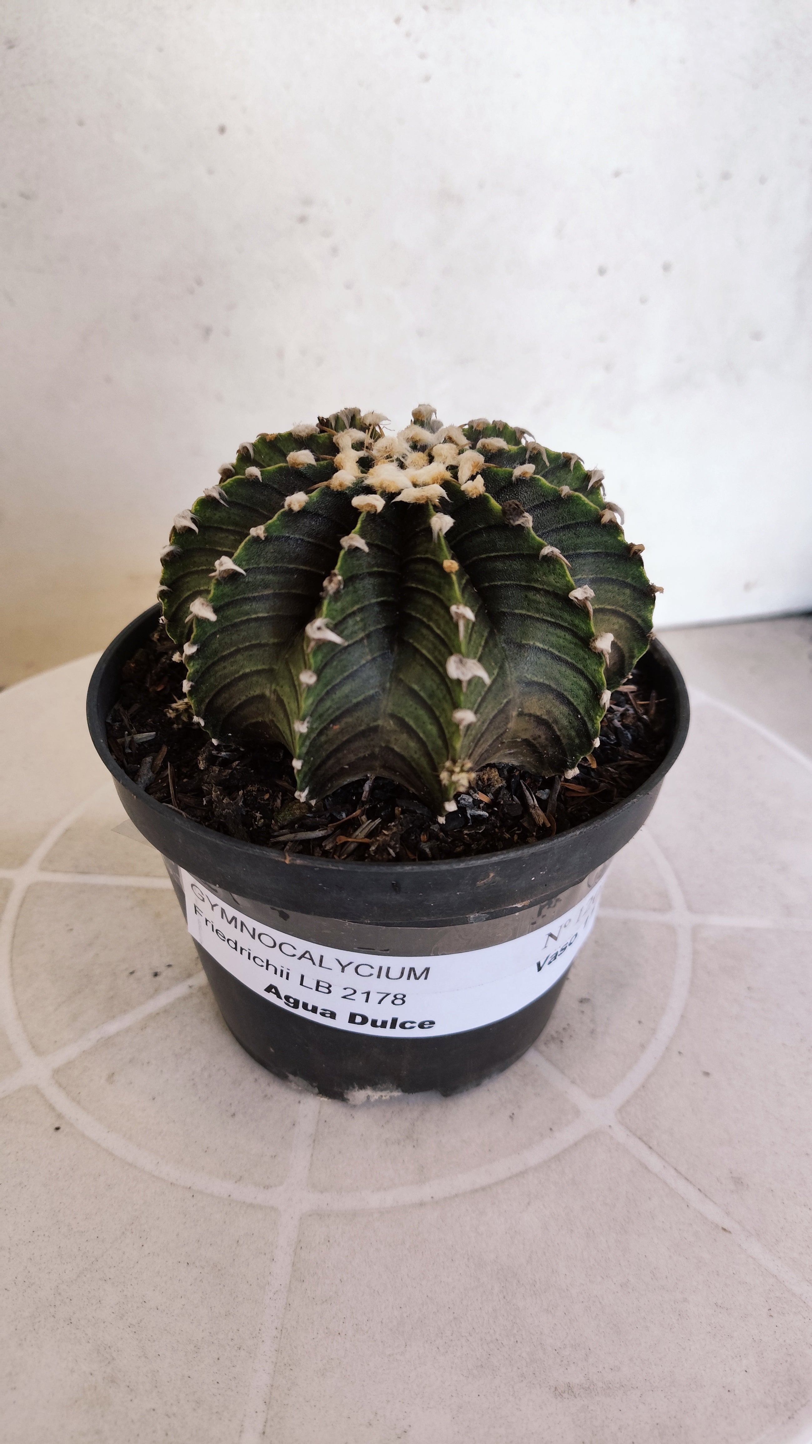 GYMNOCALYCIUM Friedrichii LB 2178 "Agua Dulce" - Nº 1202 – vaso 11