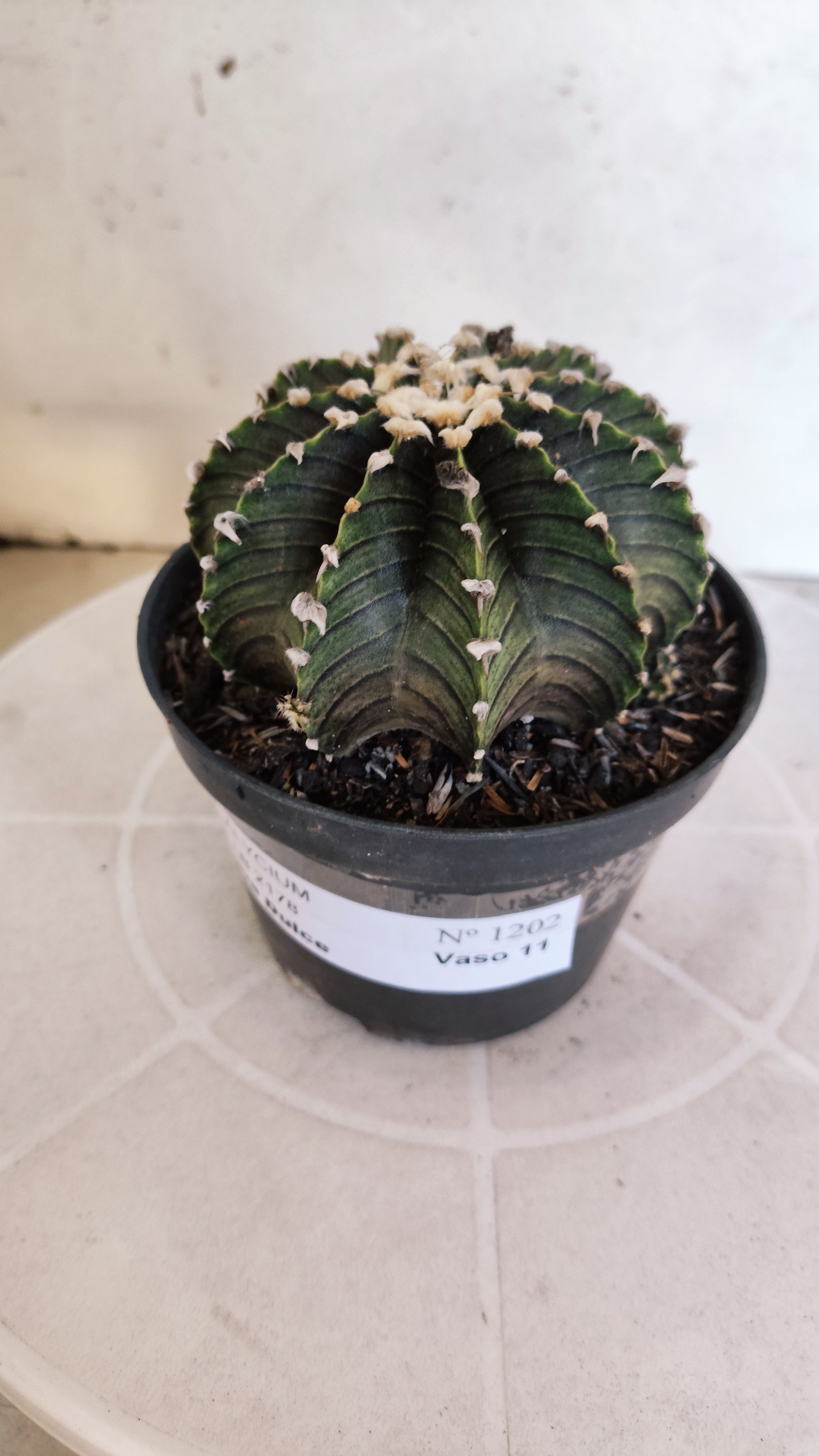 GYMNOCALYCIUM Friedrichii LB 2178 "Agua Dulce" - Nº 1202 – vaso 11