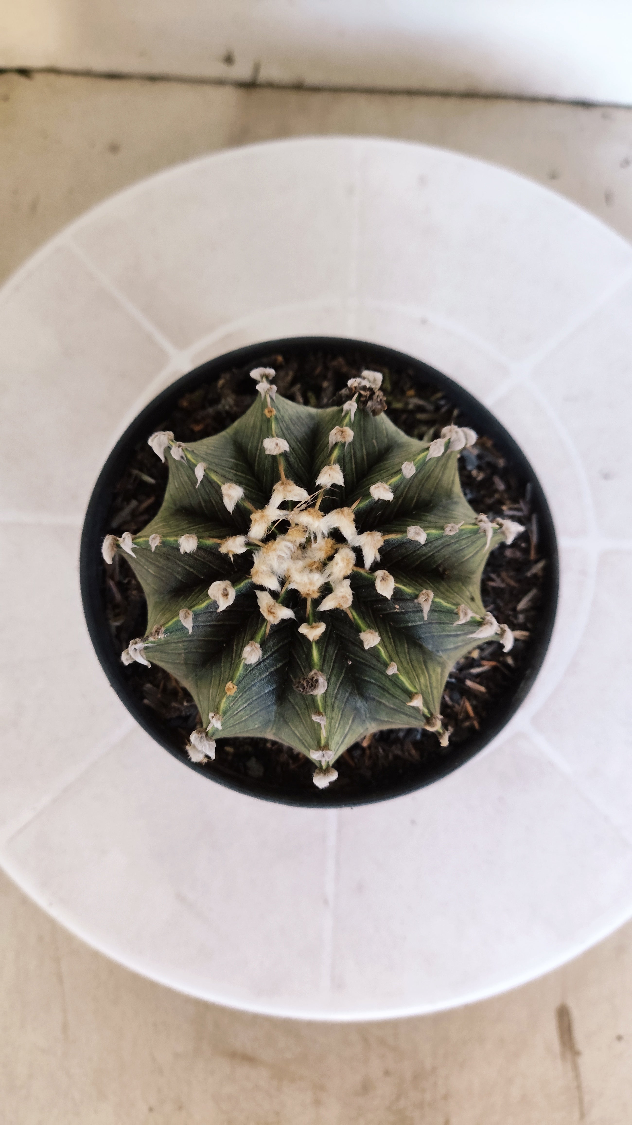 GYMNOCALYCIUM Friedrichii LB 2178 "Agua Dulce" - Nº 1202 – vaso 11