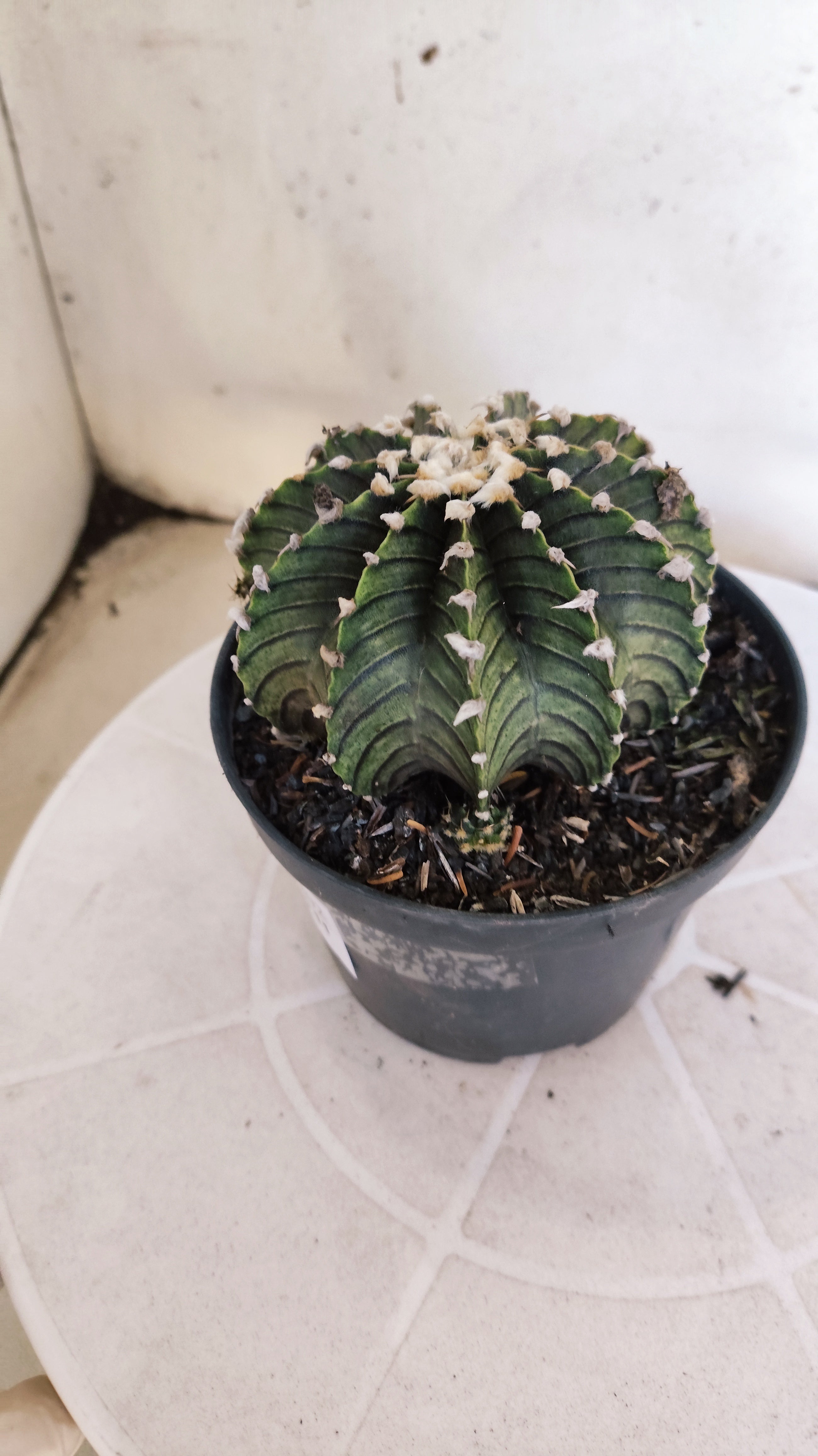 GYMNOCALYCIUM Friedrichii LB 2178 "Agua Dulce" - Nº 1202 – vaso 11