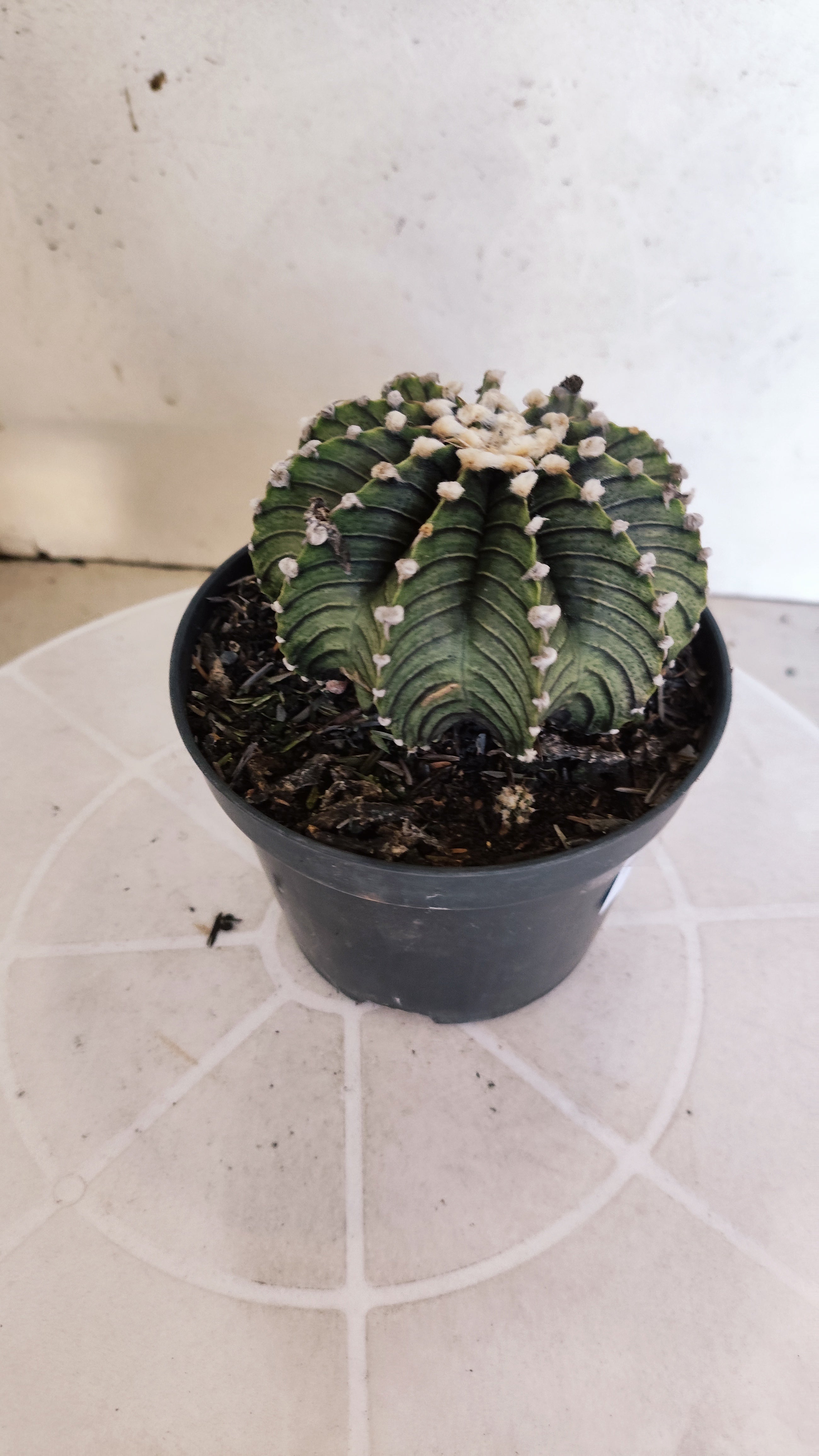 GYMNOCALYCIUM Friedrichii LB 2178 "Agua Dulce" - Nº 1202 – vaso 11