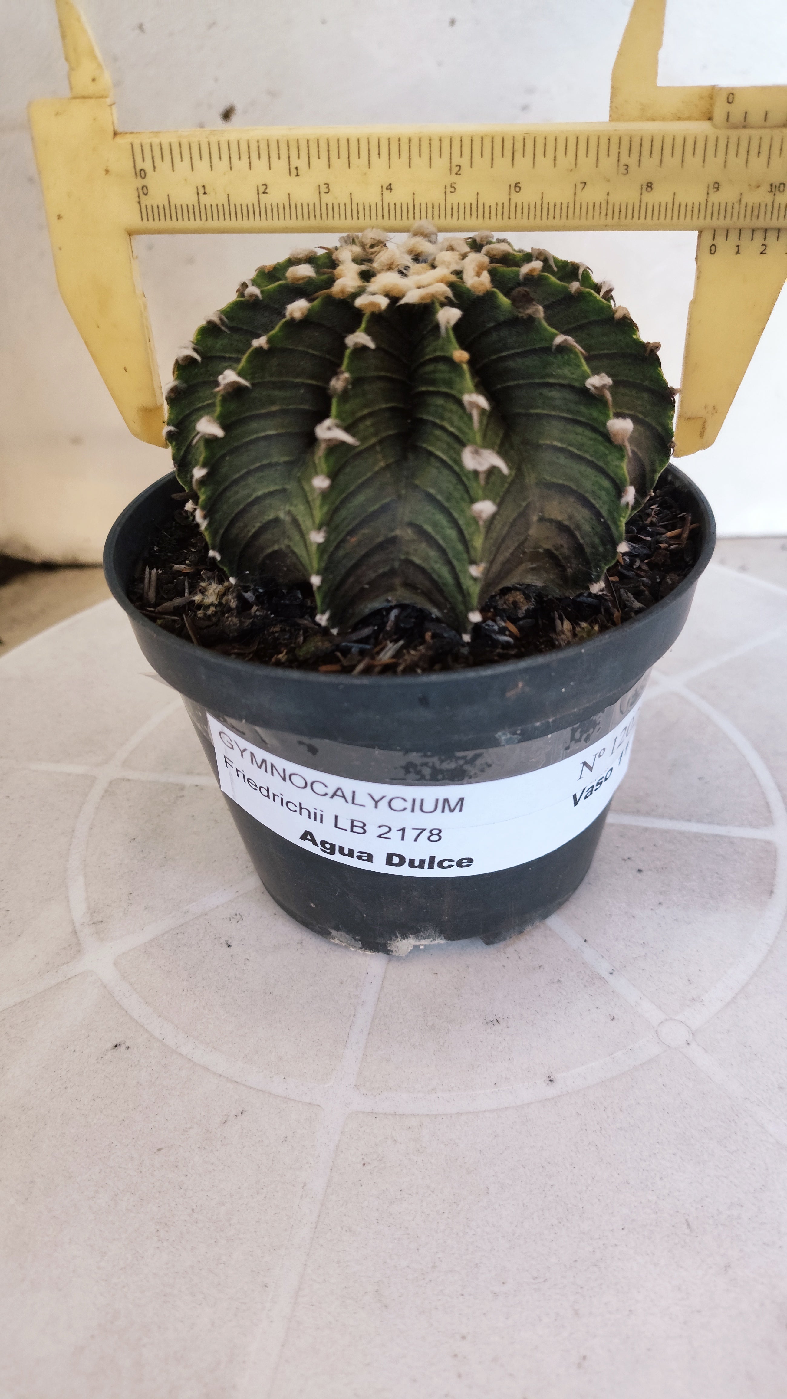 GYMNOCALYCIUM Friedrichii LB 2178 "Agua Dulce" - Nº 1202 – vaso 11
