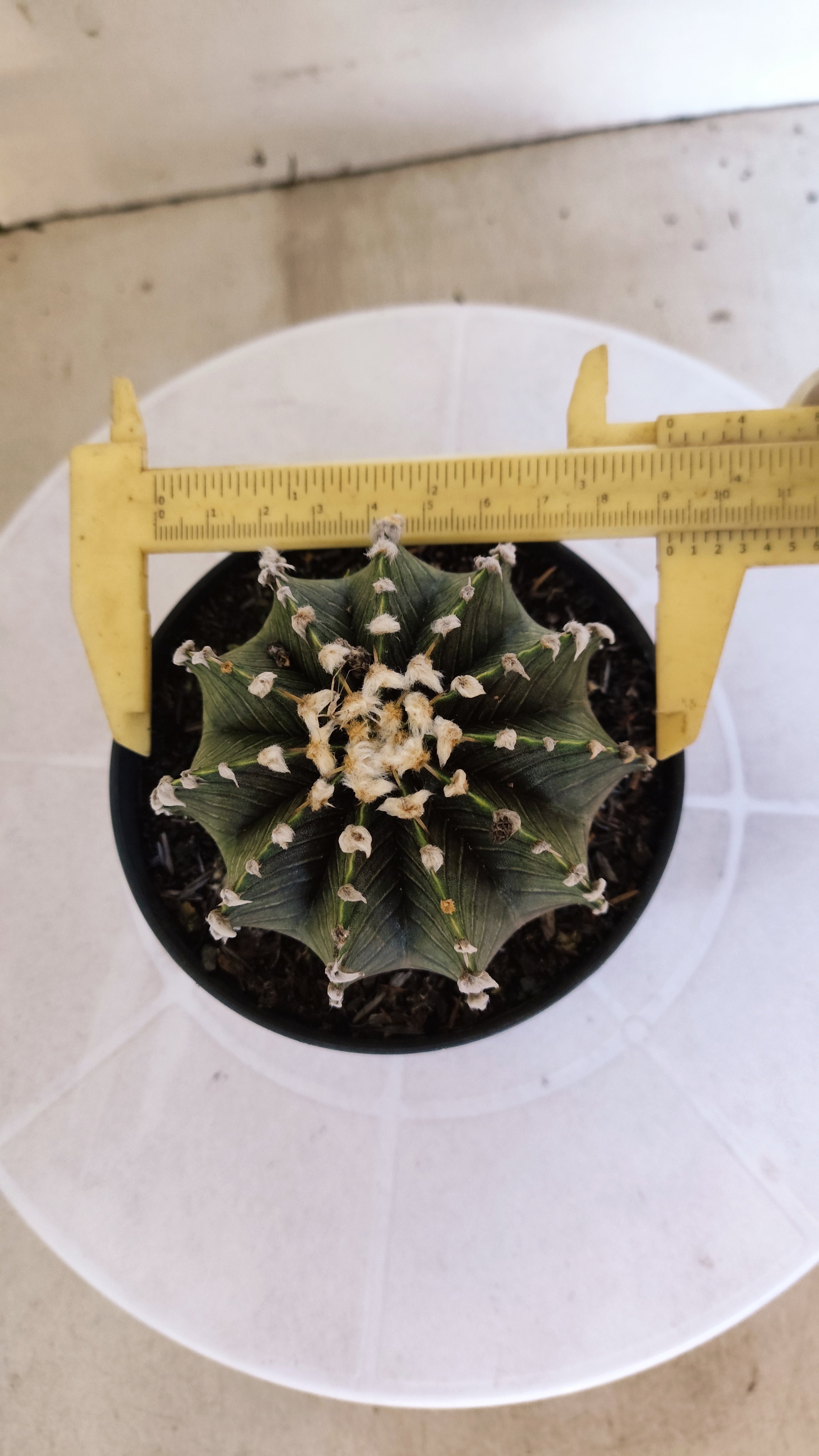 GYMNOCALYCIUM Friedrichii LB 2178 "Agua Dulce" - Nº 1202 – vaso 11
