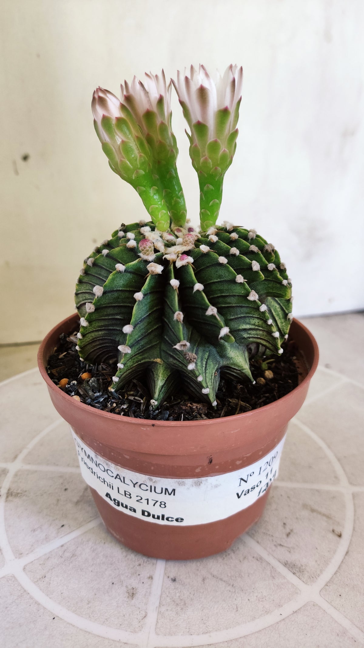 GYMNOCALYCIUM Friedrichii LB 2178 "Agua Dulce" - Nº 1209 – vaso 11