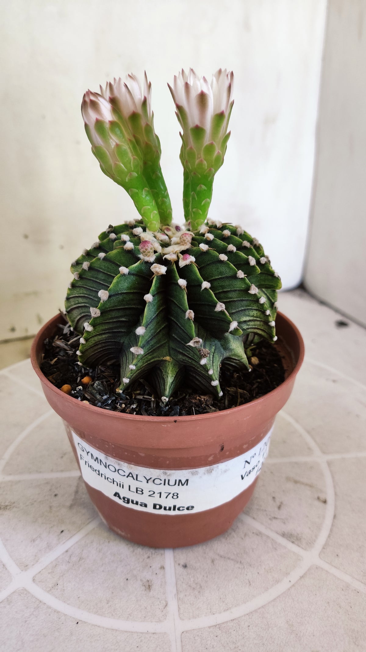 GYMNOCALYCIUM Friedrichii LB 2178 "Agua Dulce" - Nº 1209 – vaso 11