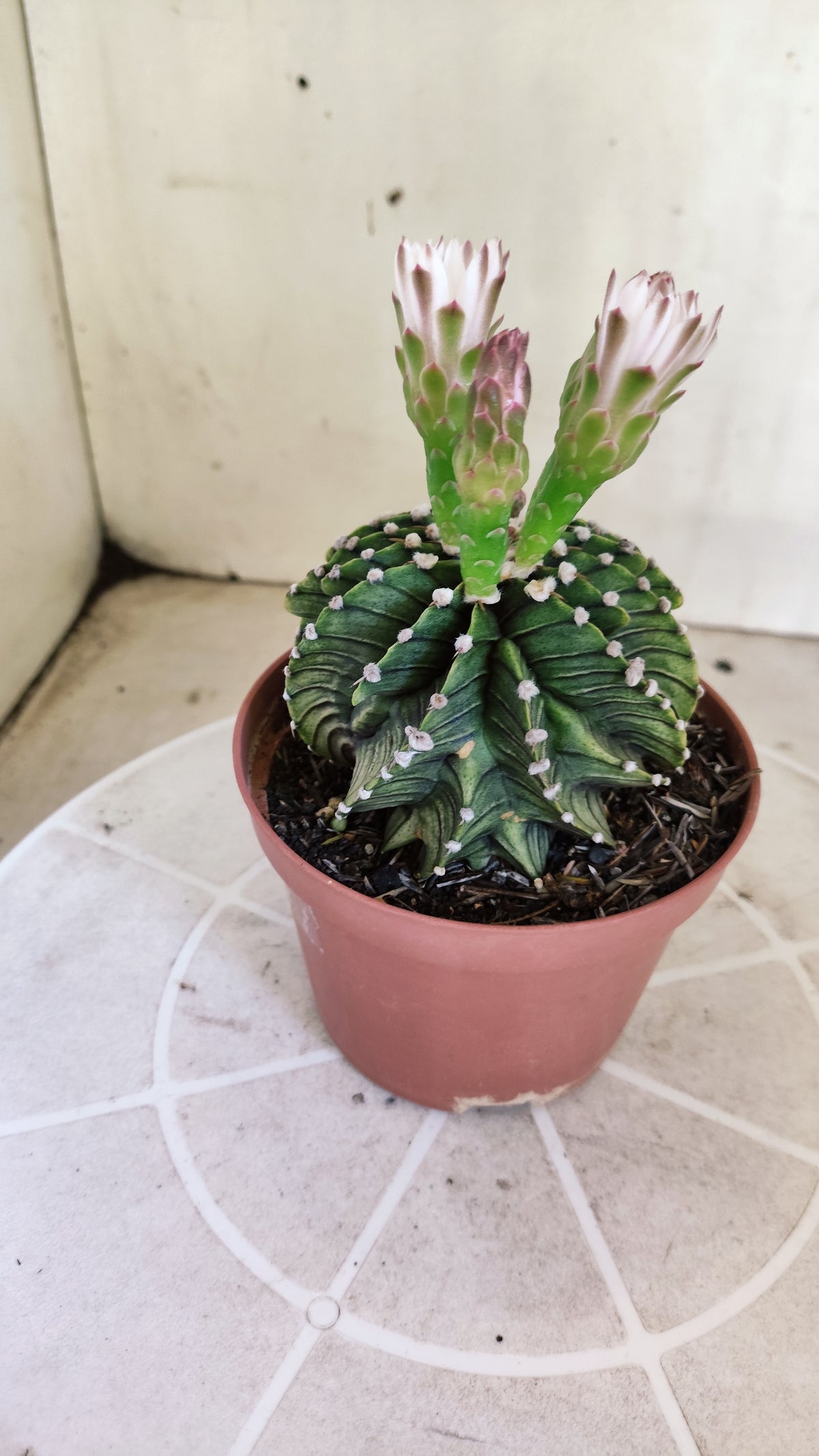 GYMNOCALYCIUM Friedrichii LB 2178 "Agua Dulce" - Nº 1209 – vaso 11