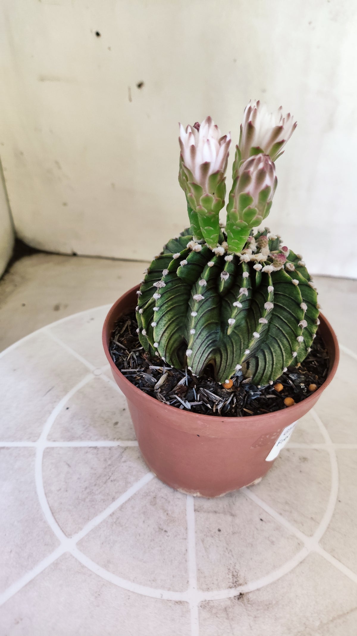 GYMNOCALYCIUM Friedrichii LB 2178 "Agua Dulce" - Nº 1209 – vaso 11