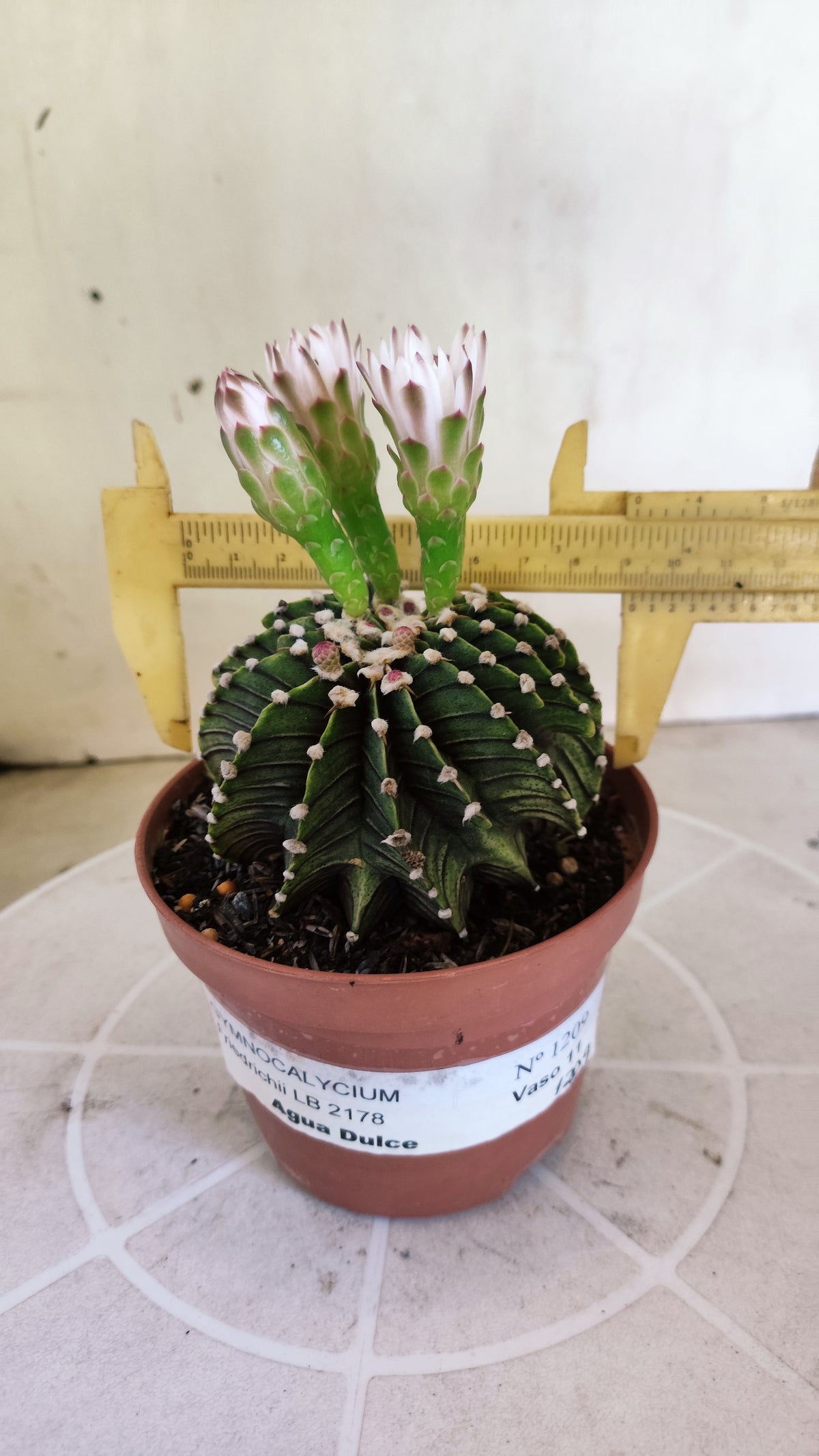 GYMNOCALYCIUM Friedrichii LB 2178 "Agua Dulce" - Nº 1209 – vaso 11