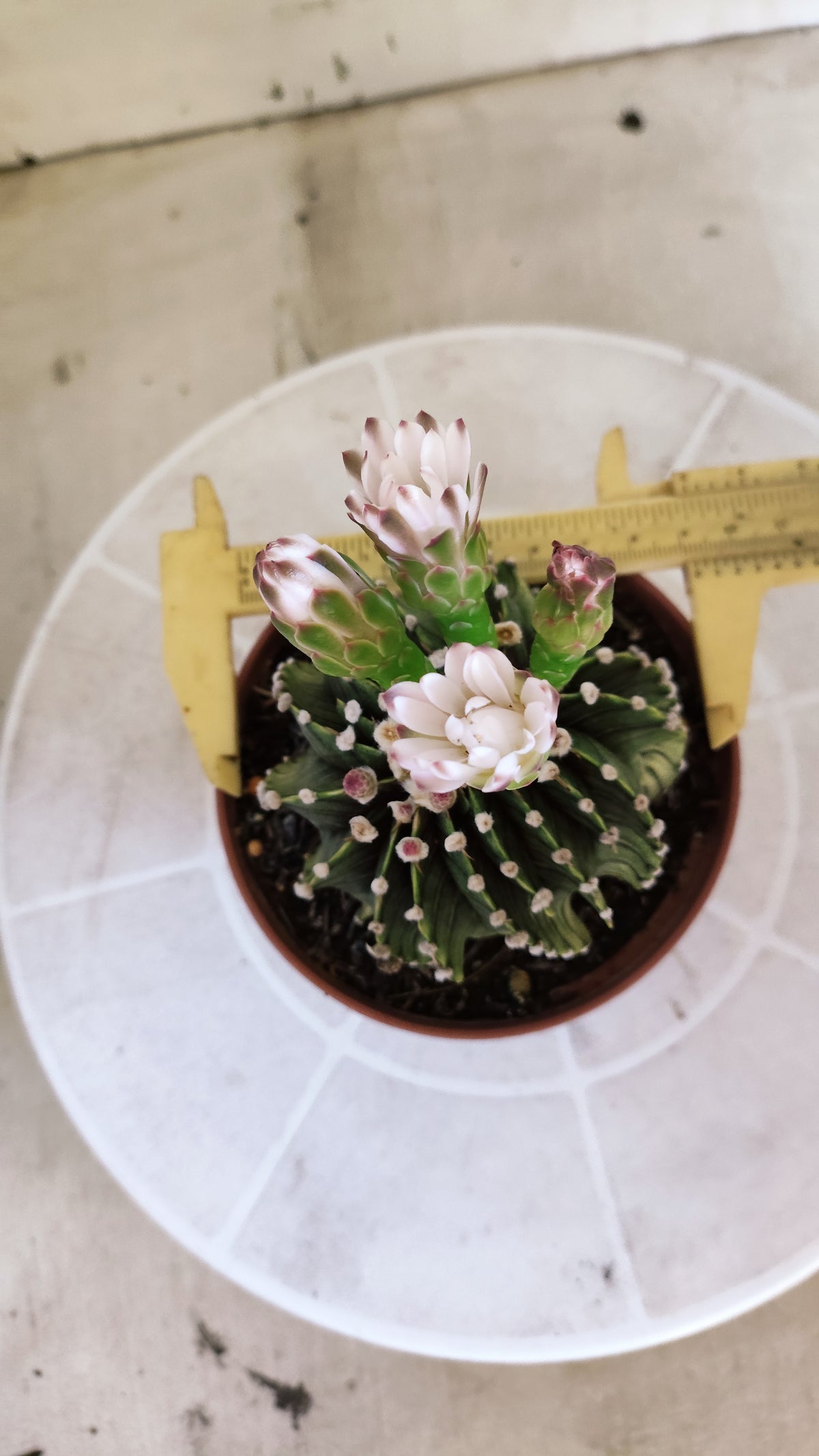 GYMNOCALYCIUM Friedrichii LB 2178 "Agua Dulce" - Nº 1209 – vaso 11