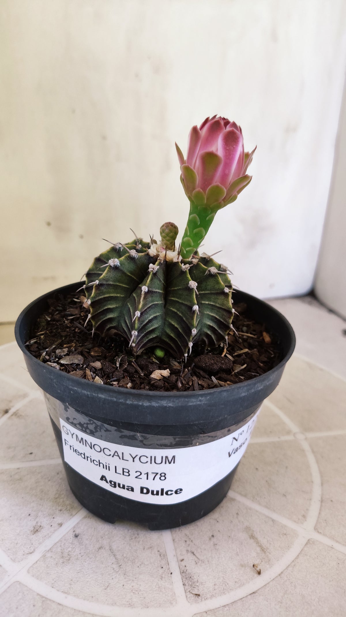 GYMNOCALYCIUM Friedrichii LB 2178 "Agua Dulce" - Nº 1226 – vaso 11
