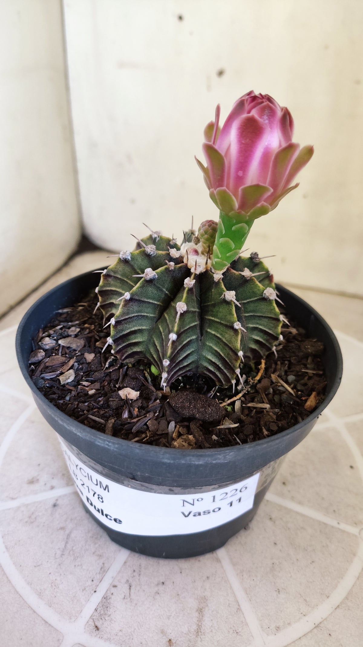 GYMNOCALYCIUM Friedrichii LB 2178 "Agua Dulce" - Nº 1226 – vaso 11