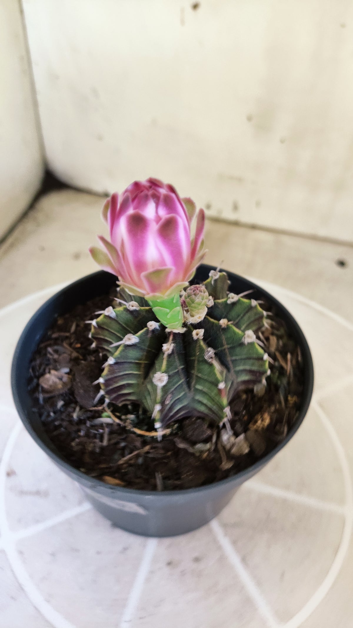 GYMNOCALYCIUM Friedrichii LB 2178 "Agua Dulce" - Nº 1226 – vaso 11