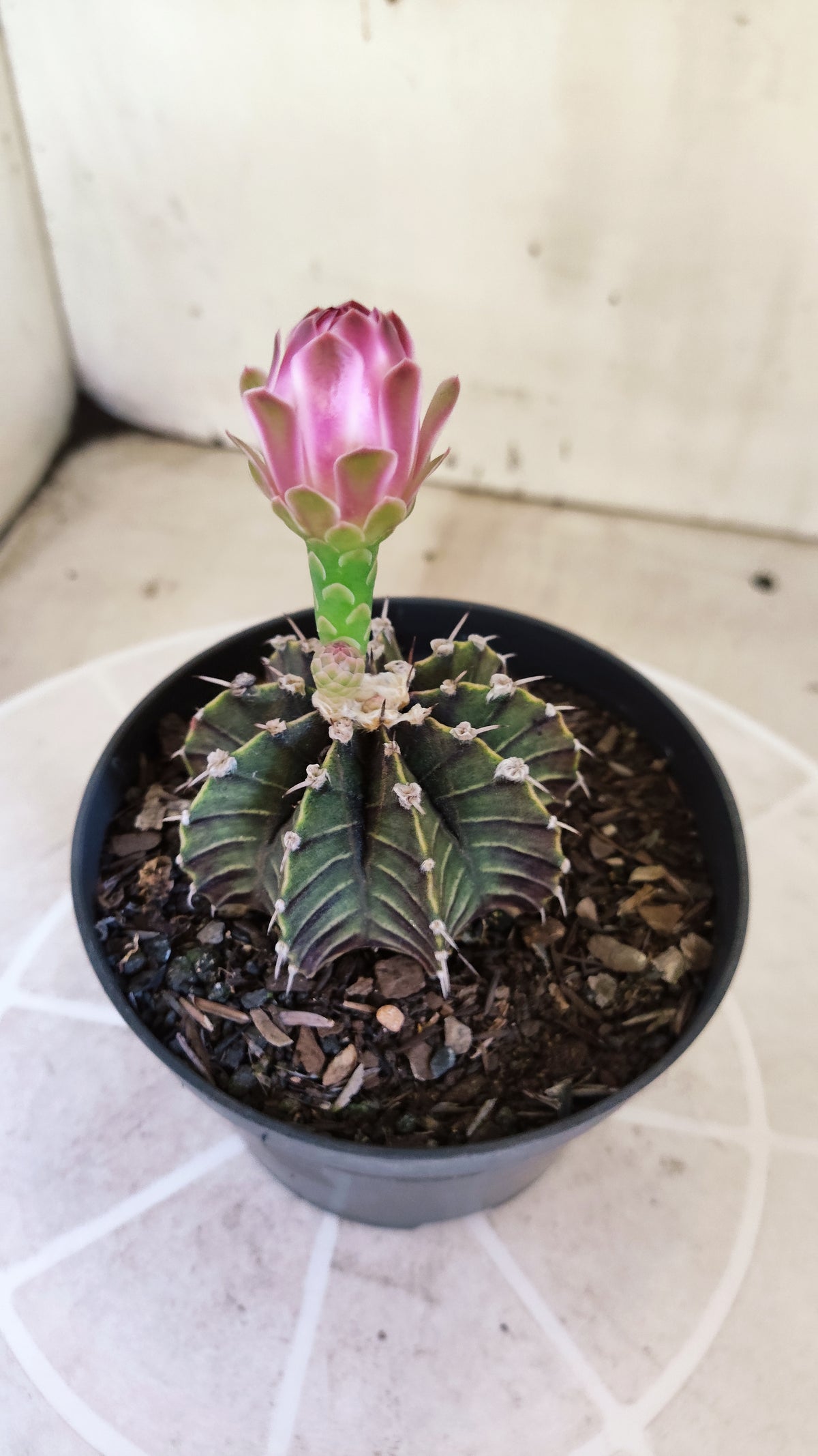 GYMNOCALYCIUM Friedrichii LB 2178 "Agua Dulce" - Nº 1226 – vaso 11